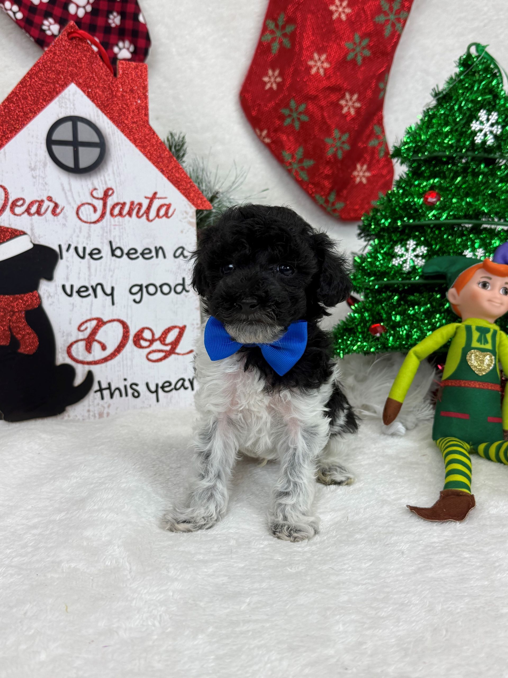 Goldendoodle puppies for sale Fort Worth Texas breeder listings