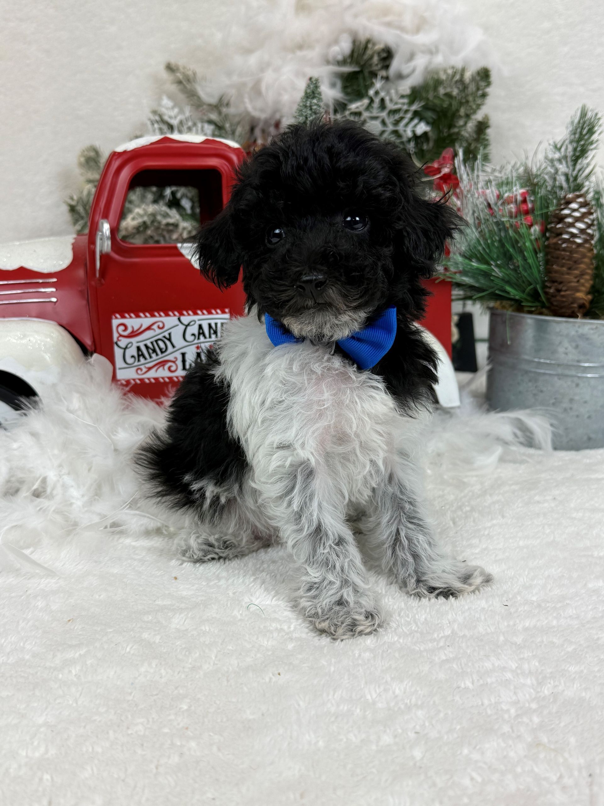 Goldendoodle puppies for sale Fort Worth Texas breeder listings