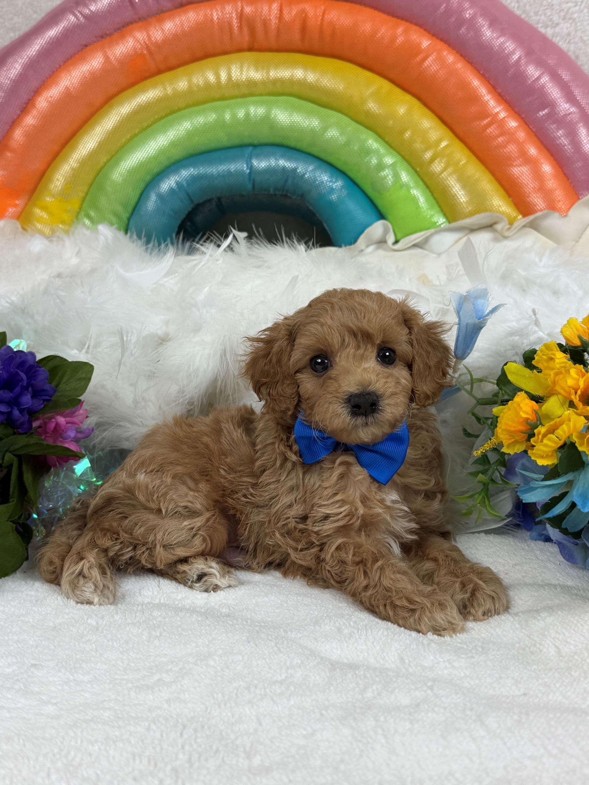 Cavapoo puppies for sale Fort Worth Texas breeder listings