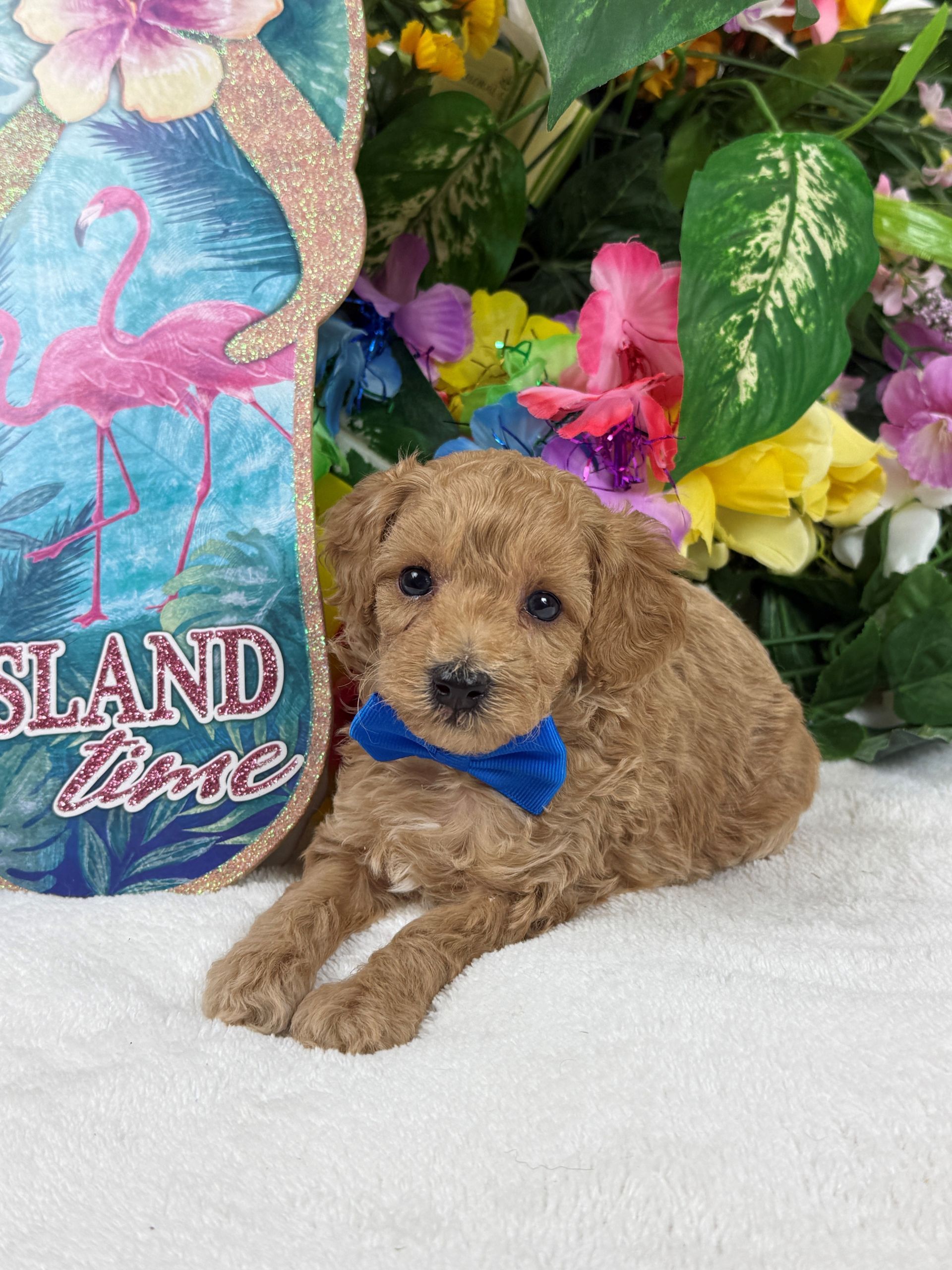 Cavapoo puppies for sale Fort Worth Texas breeder listings