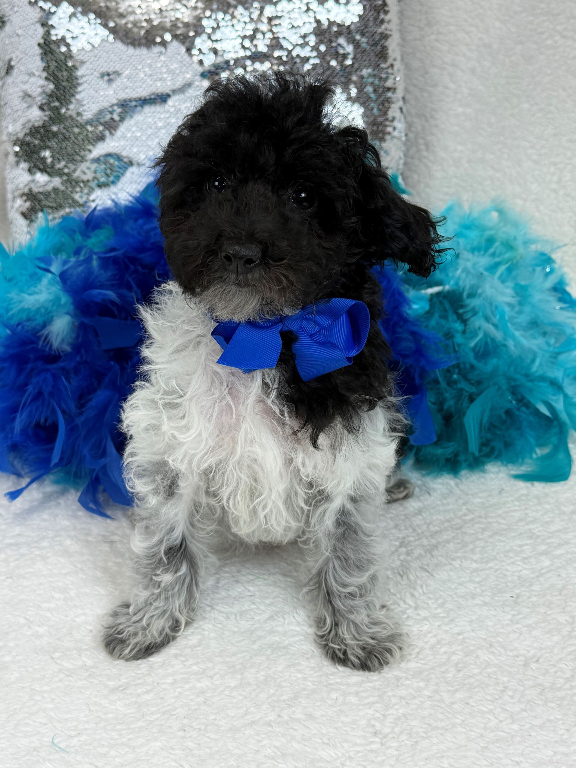 Mini Goldendoodle puppies for sale near San Antonio Texas