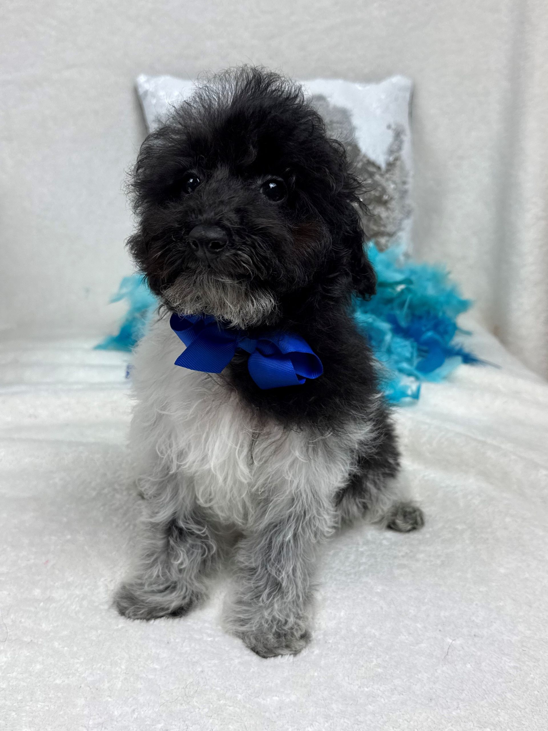 Mini Goldendoodle puppies for sale near San Antonio Texas