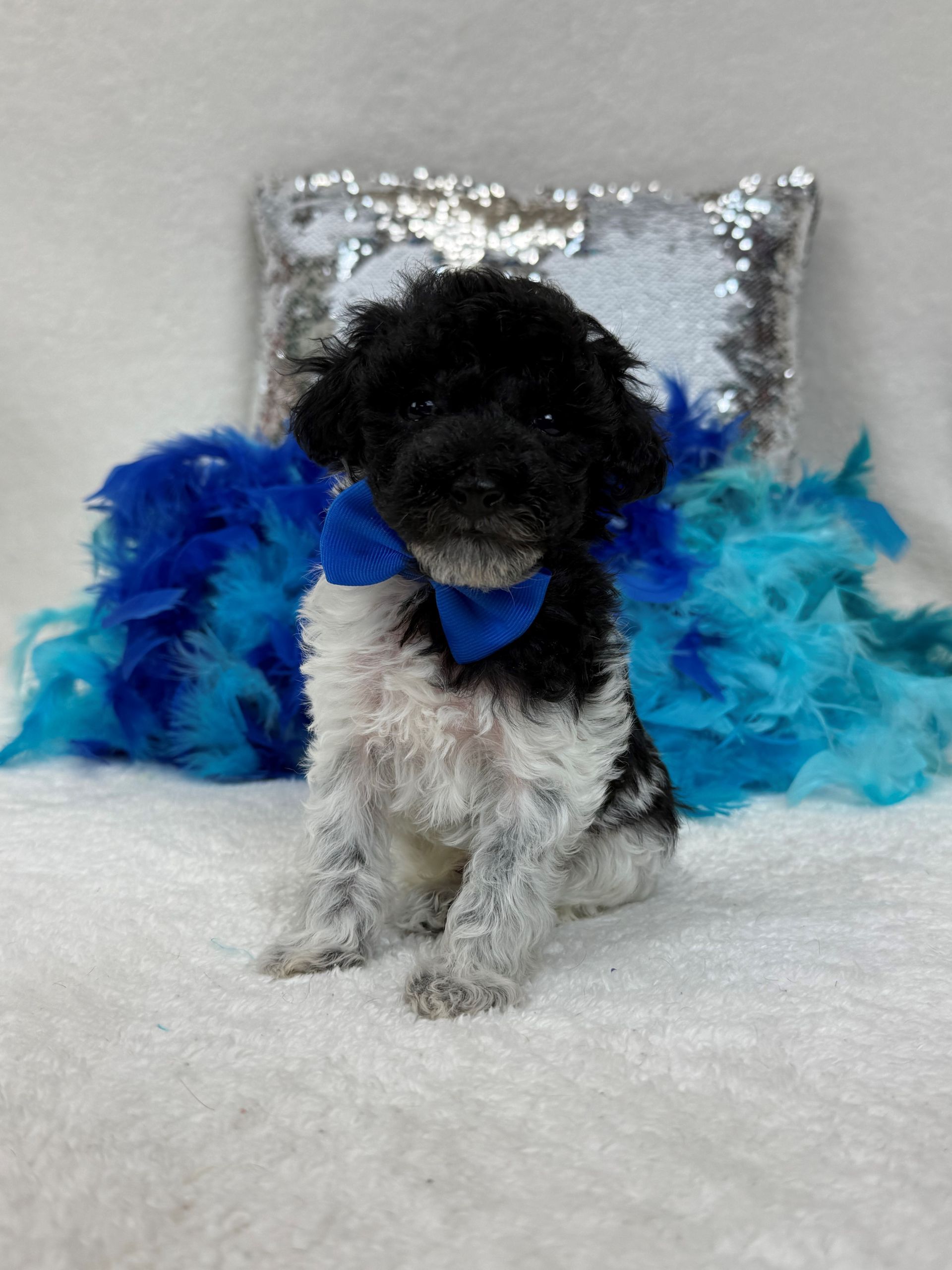 Mini Goldendoodle puppies for sale near San Antonio Texas