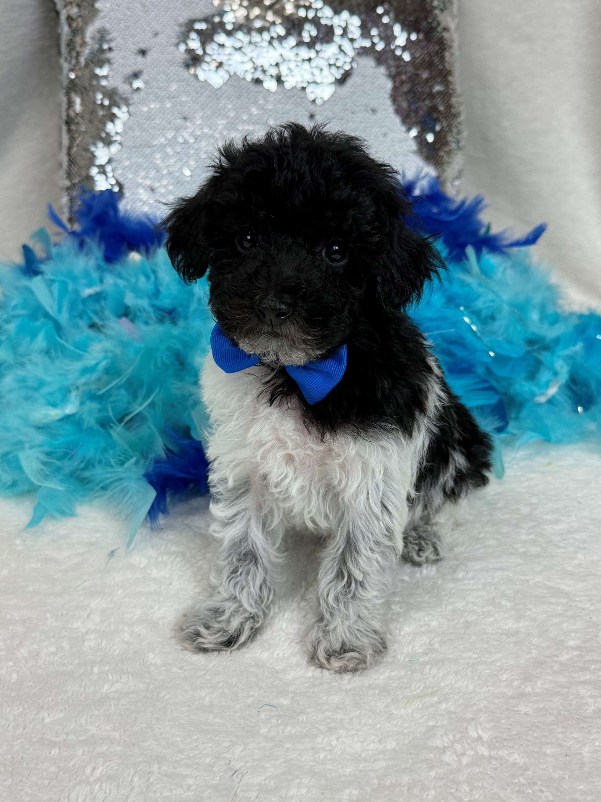 Mini Goldendoodle puppies for sale near San Antonio Texas