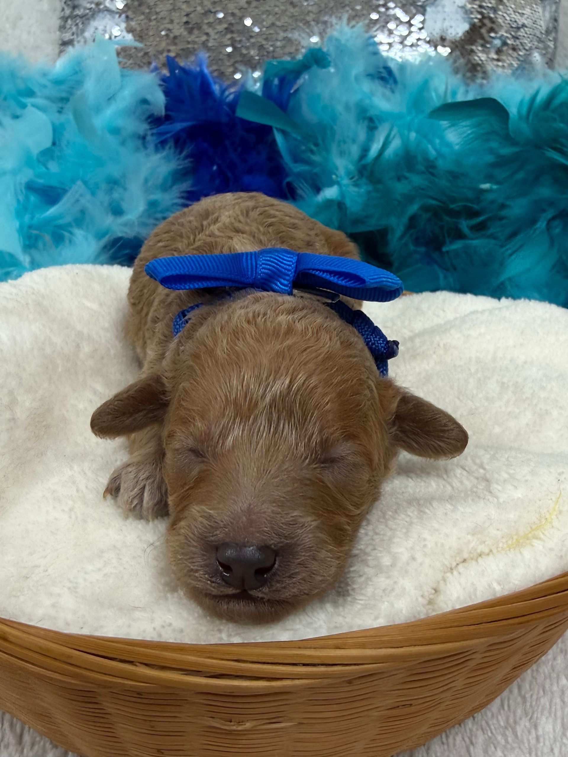 Cavapoo puppies for sale near San Antonio Texas
