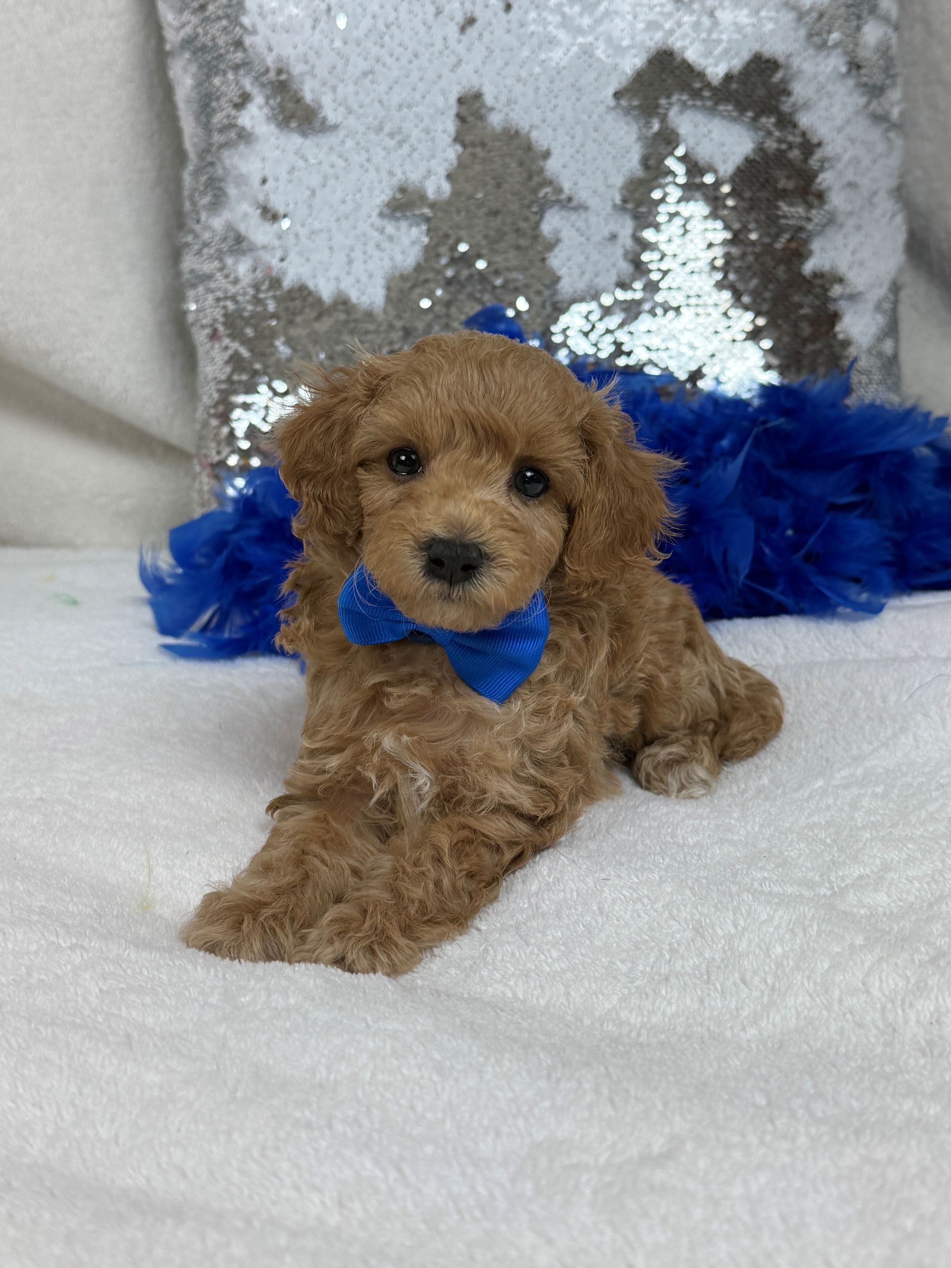 Cavapoo puppies for sale near tyler Texas