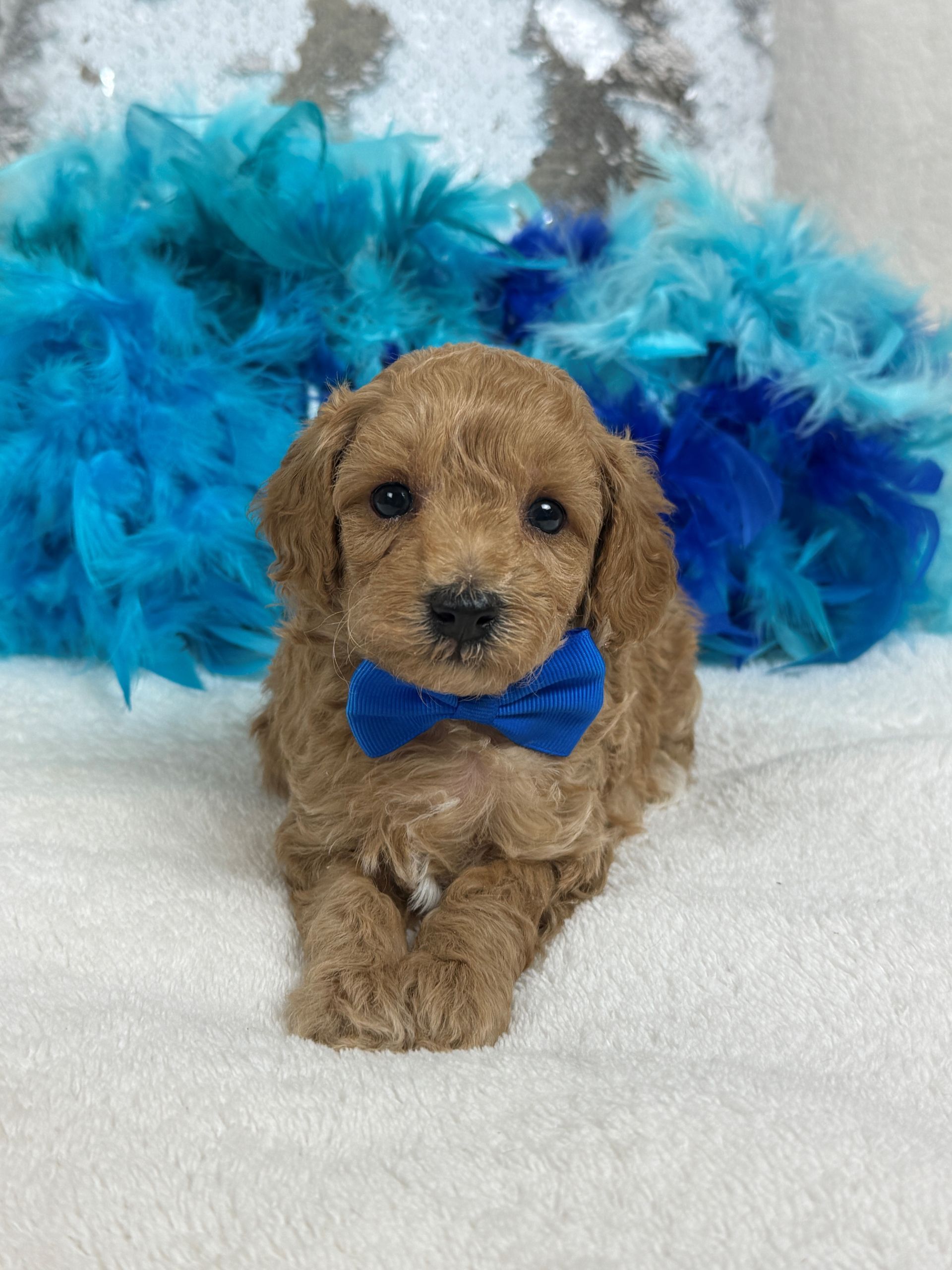 Cavapoo puppies for sale near tyler Texas