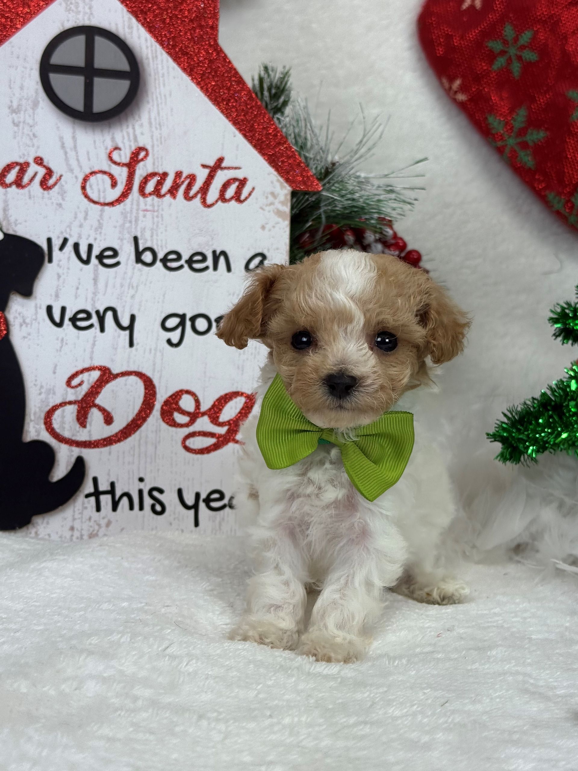 Goldendoodle puppies for sale Fort Worth Texas breeder listings