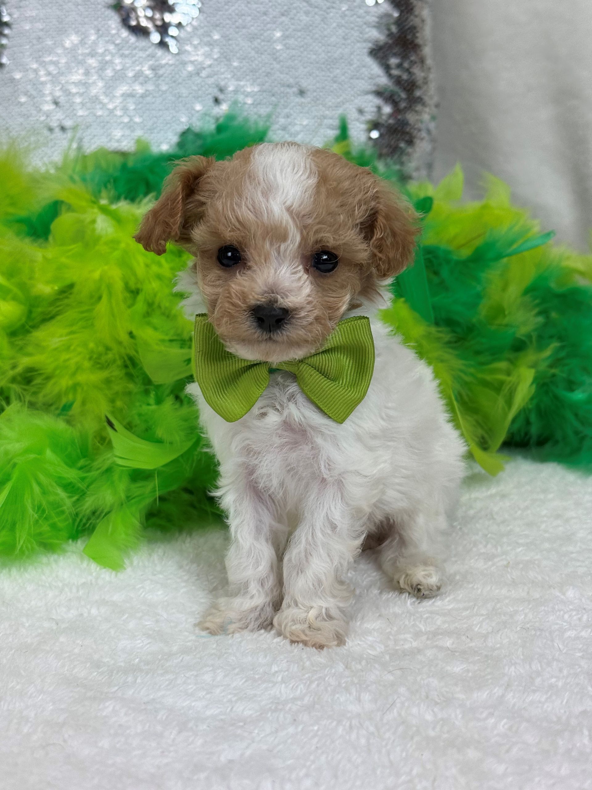 Mini Goldendoodle puppies for sale near San Antonio Texas