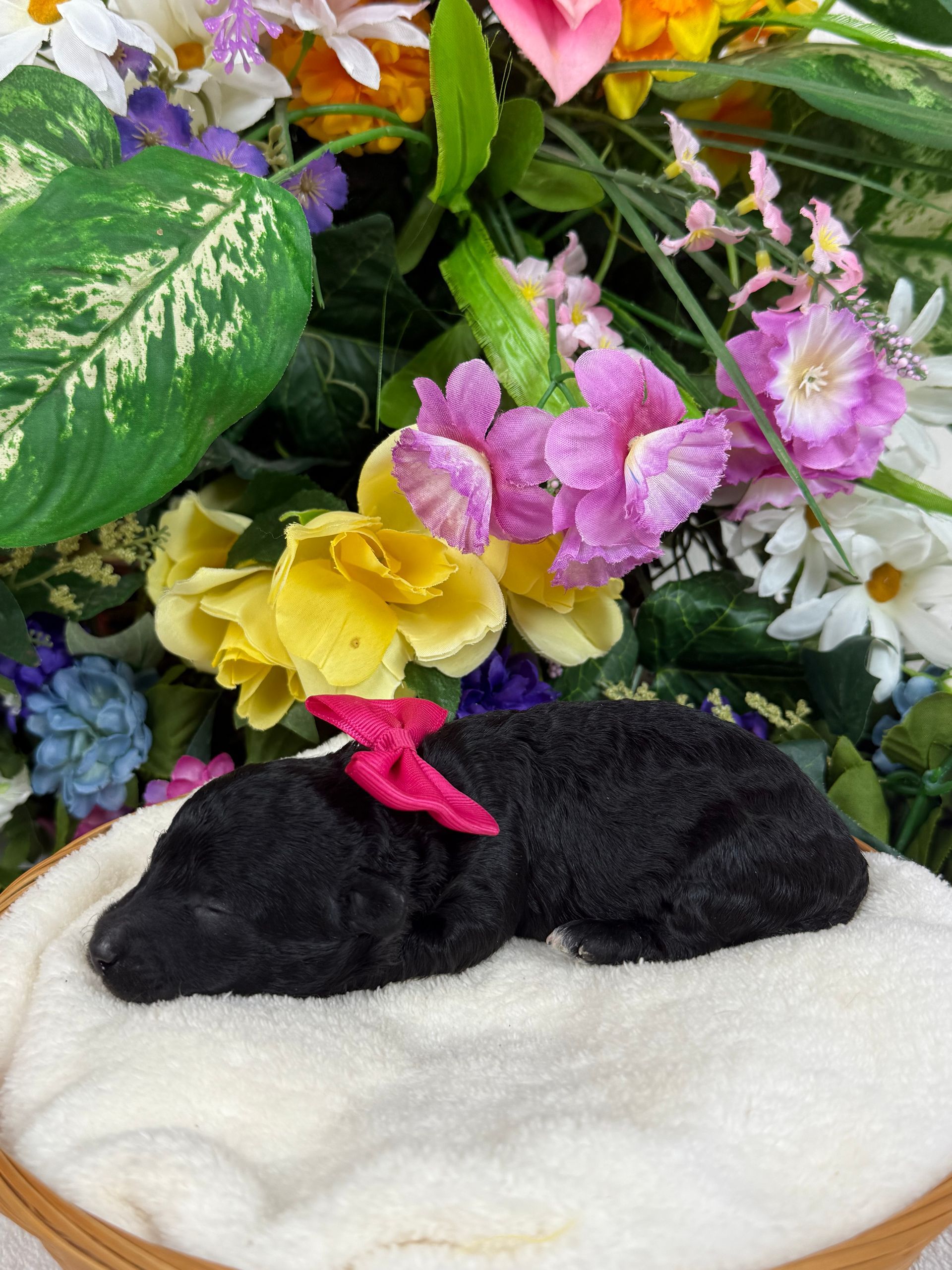 Cavapoo puppies for sale Fort Worth Texas breeder listings