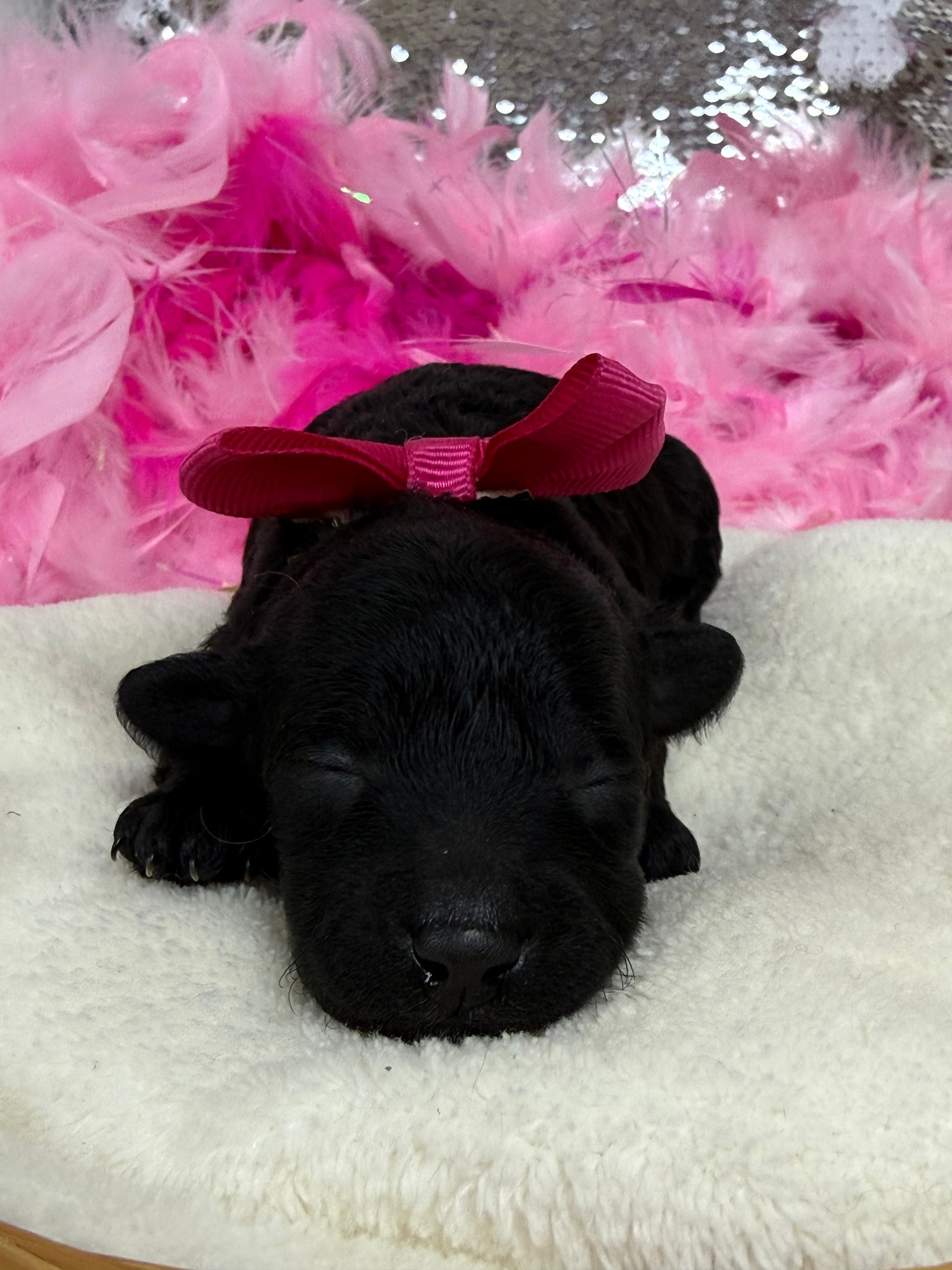 Cavapoo puppies for sale near San Antonio Texas