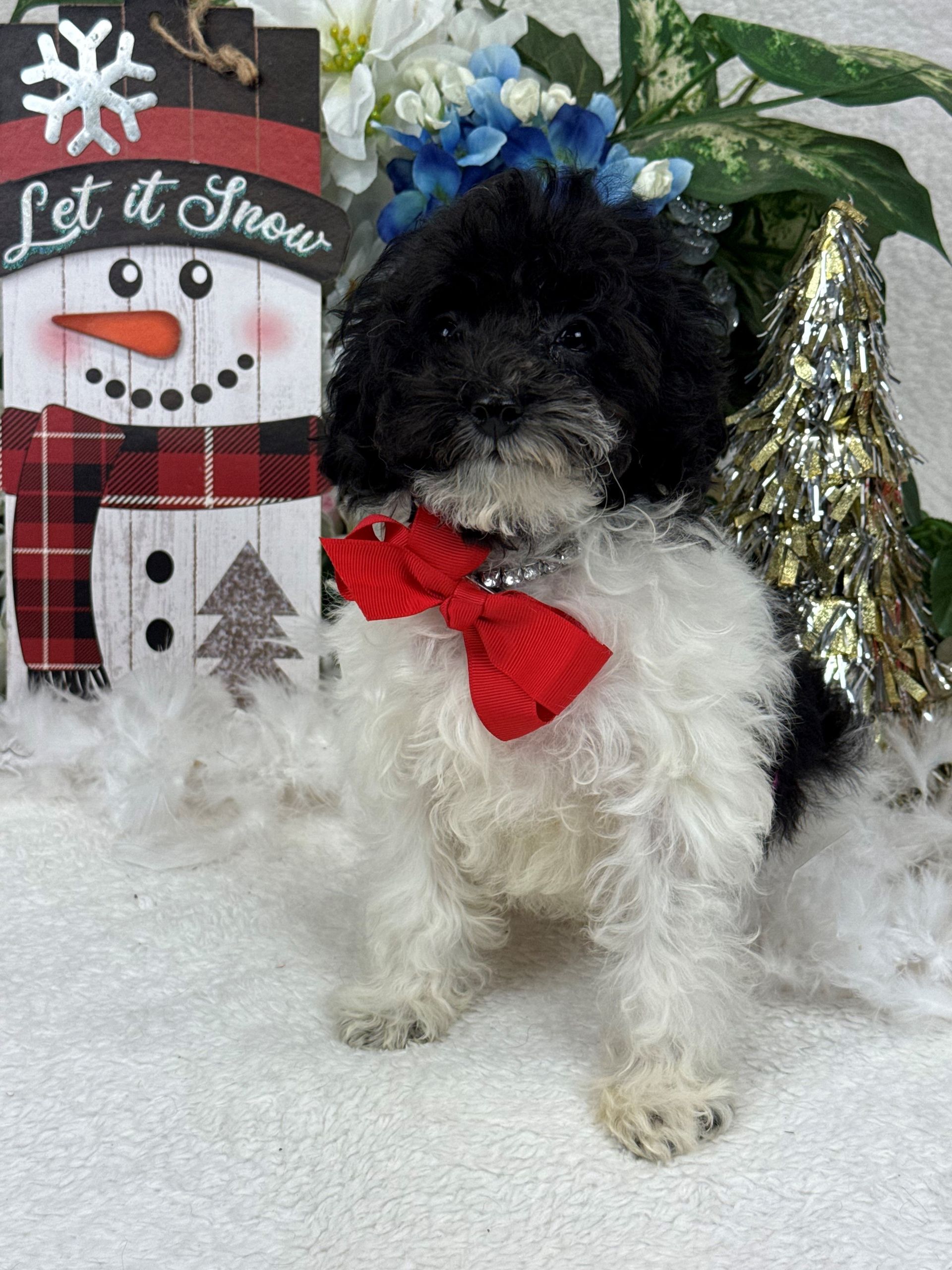 Goldendoodle puppies for sale Fort Worth Texas breeder listings