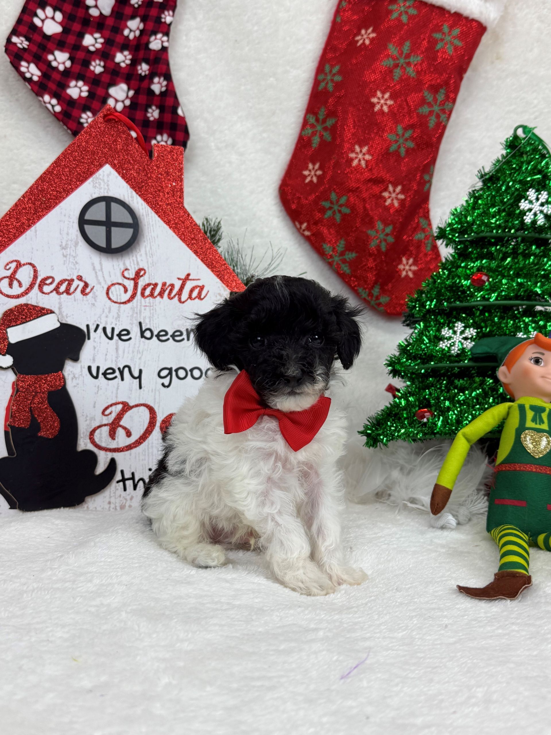 Goldendoodle puppies for sale Fort Worth Texas breeder listings