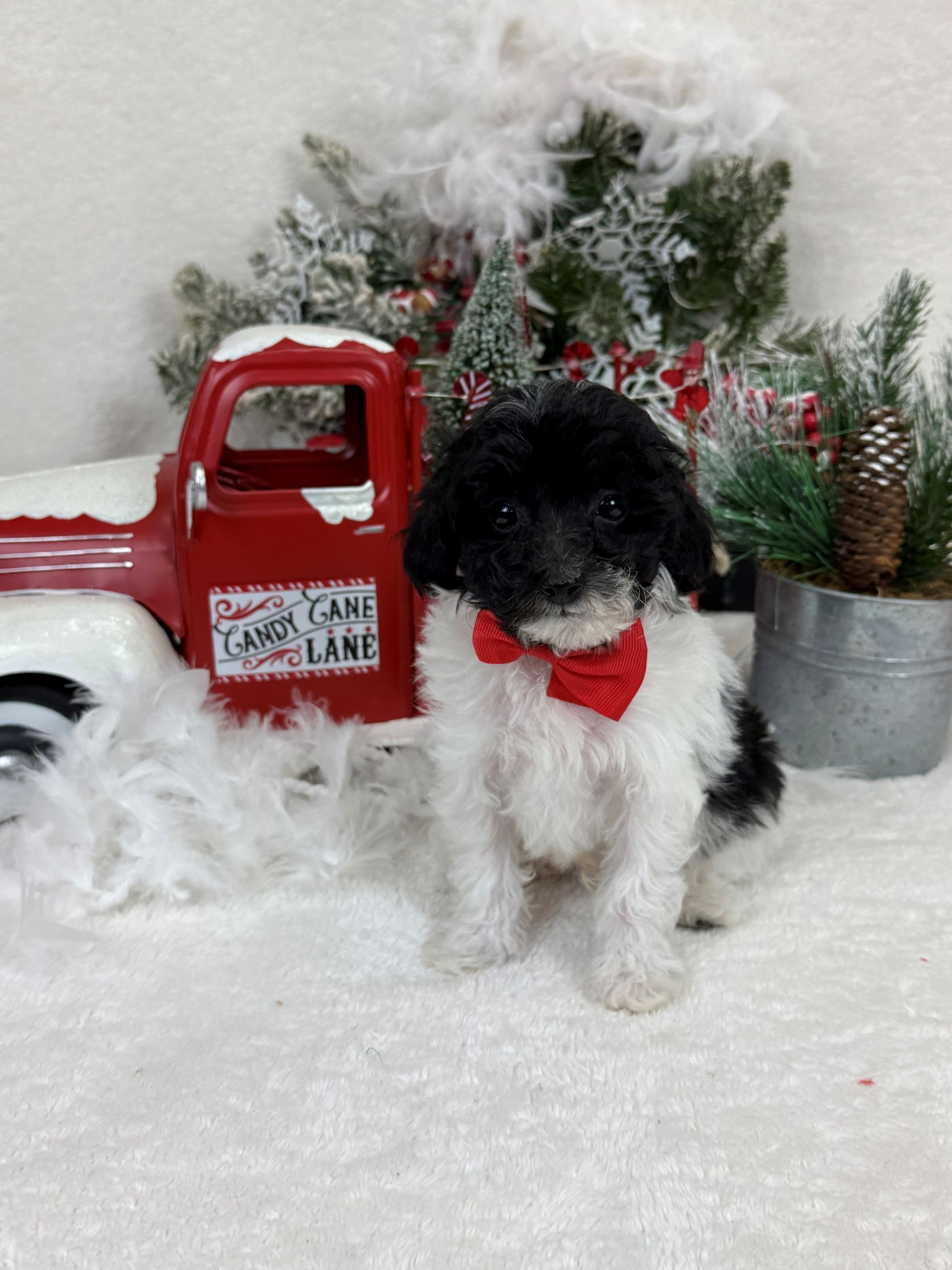 Goldendoodle puppies for sale Fort Worth Texas breeder listings