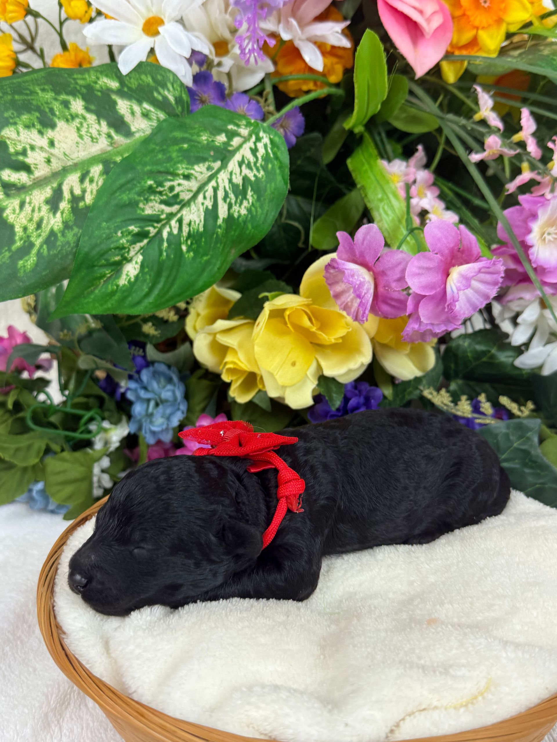 Cavapoo puppies for sale Fort Worth Texas breeder listings