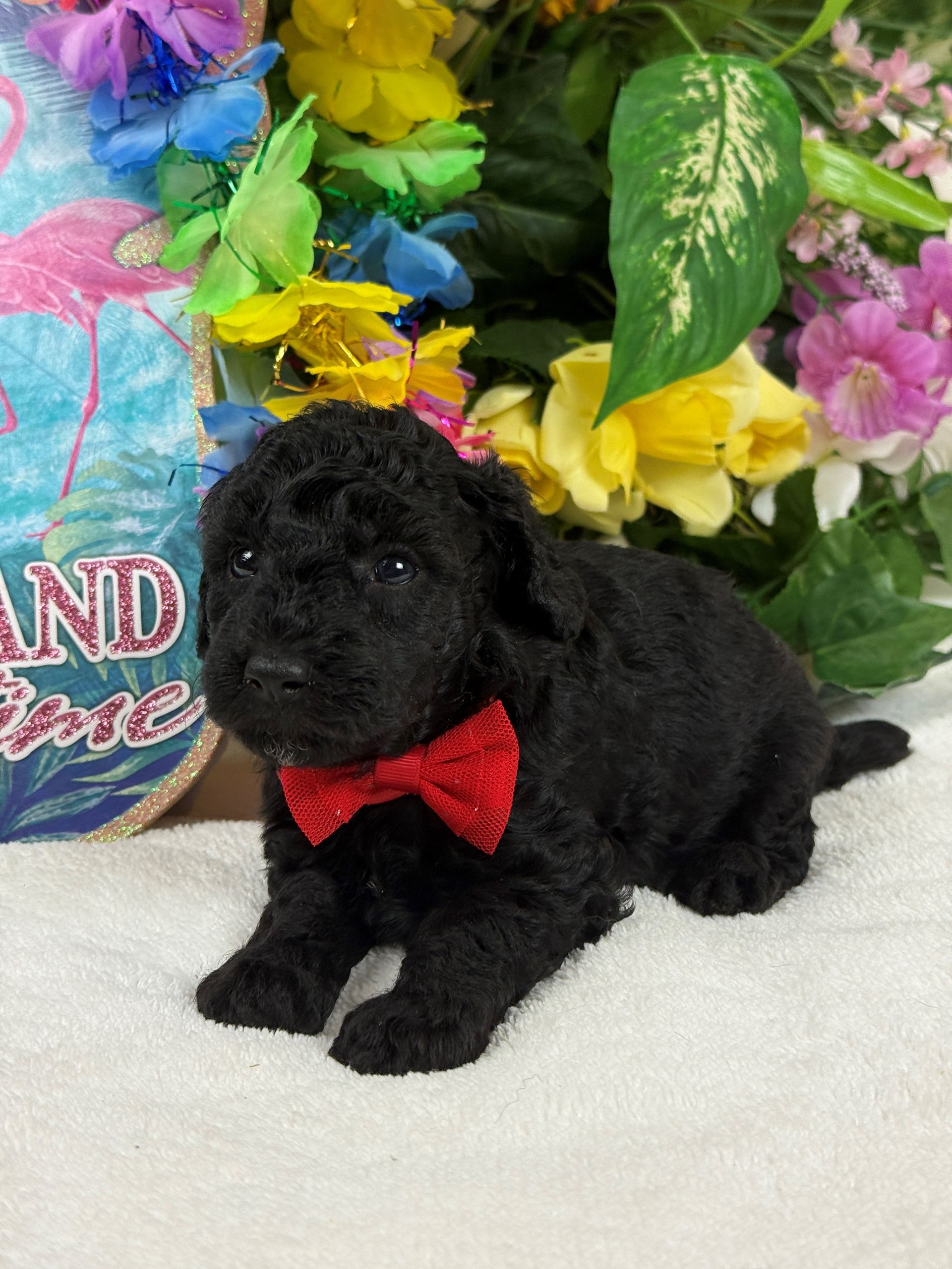 Cavapoo puppies for sale Fort Worth Texas breeder listings