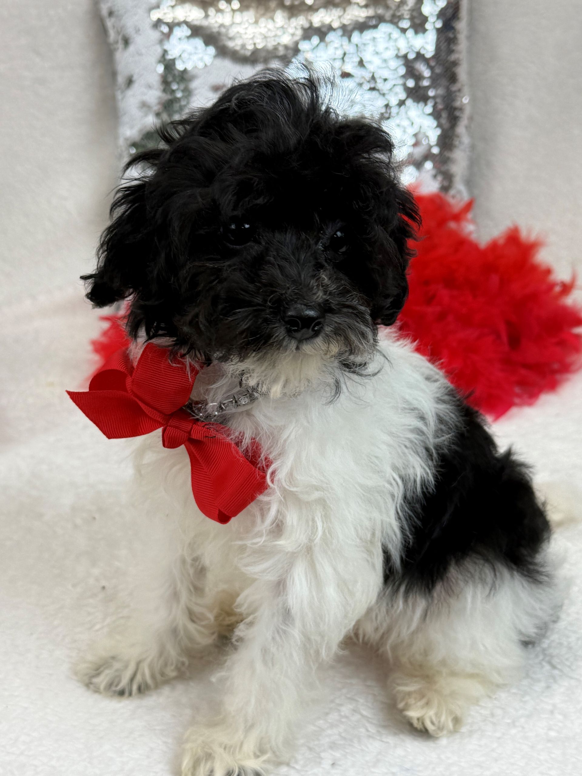 Mini Goldendoodle puppies for sale near San Antonio Texas