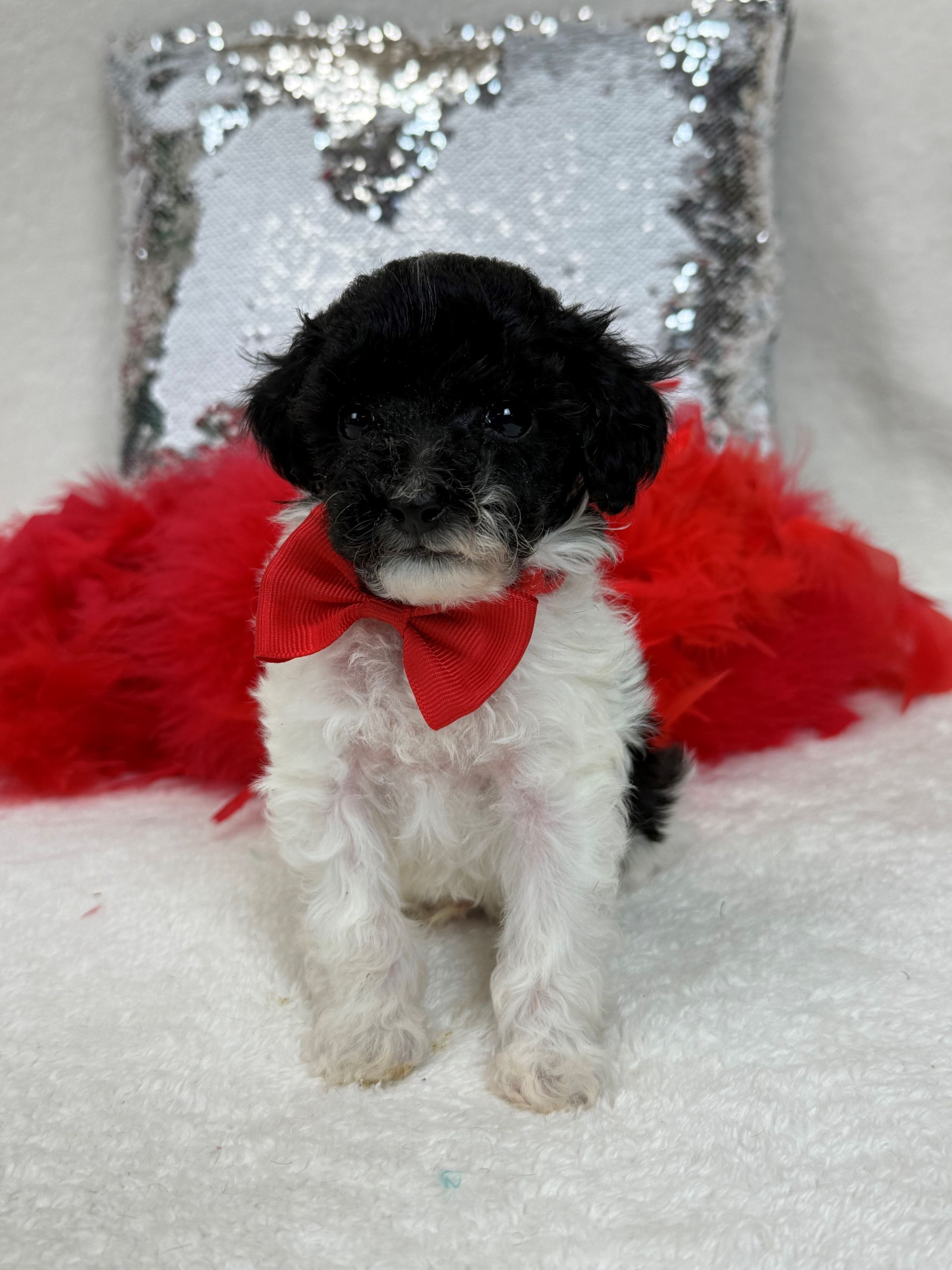 Mini Goldendoodle puppies for sale near San Antonio Texas