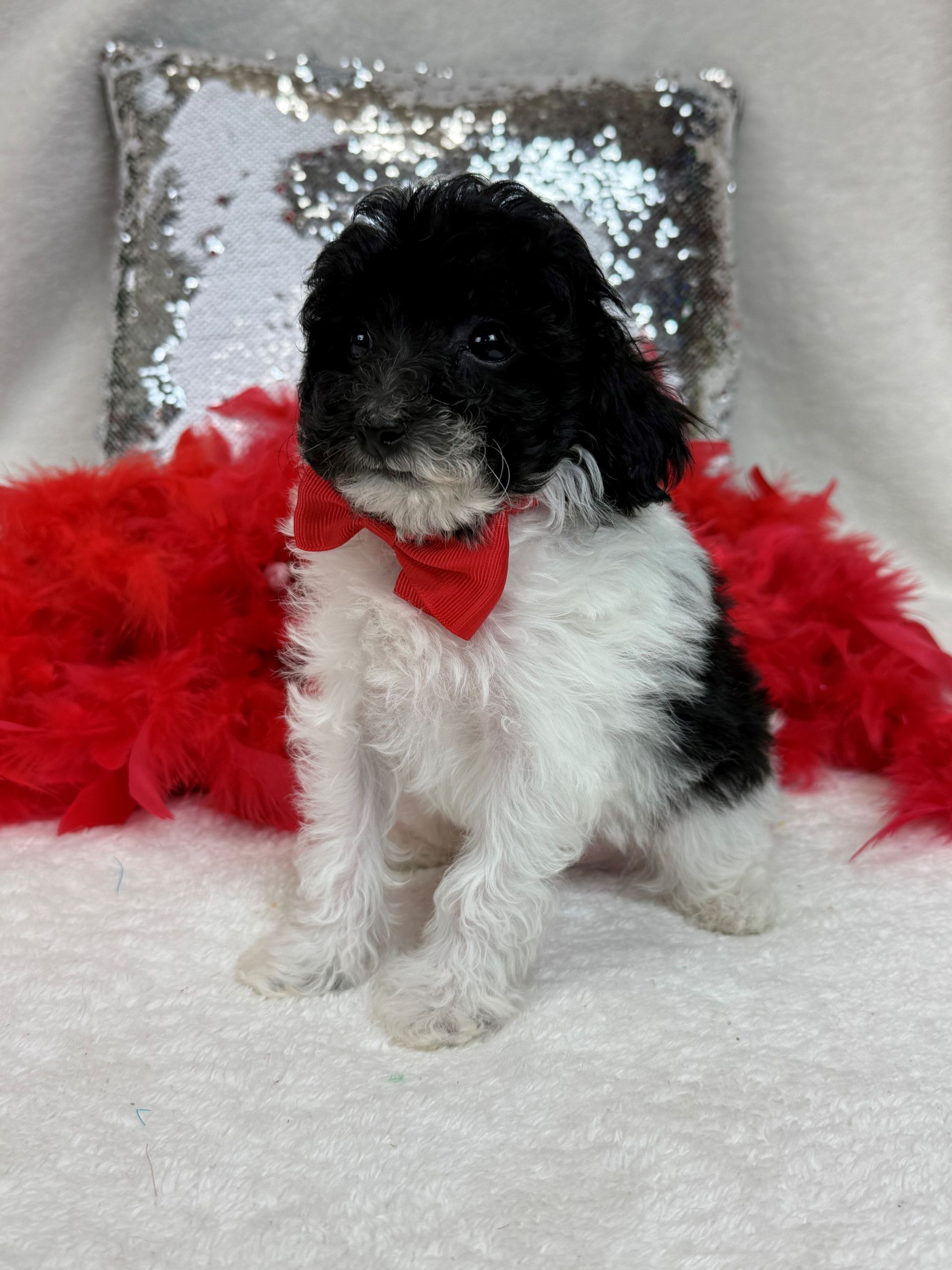 Mini Goldendoodle puppies for sale near San Antonio Texas