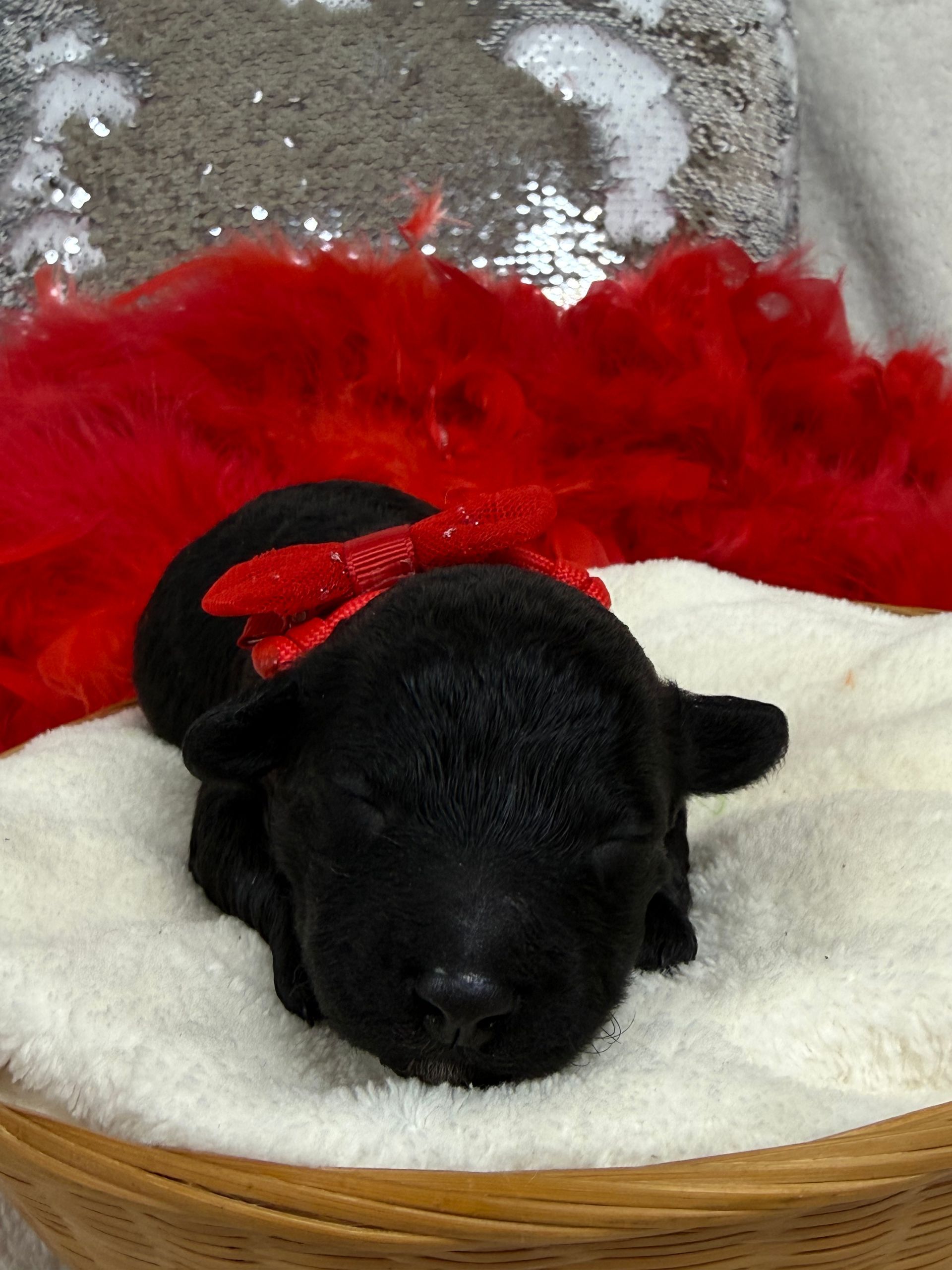 Cavapoo puppies for sale near San Antonio Texas