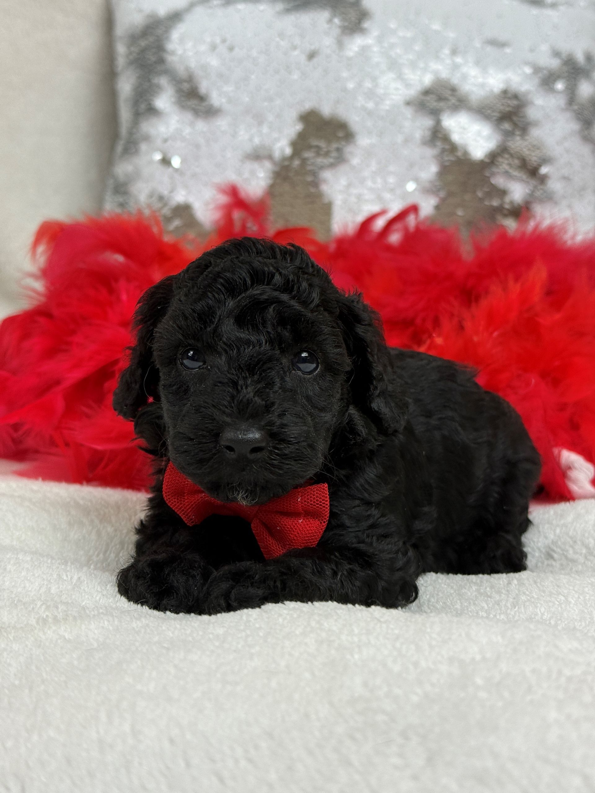 Cavapoo puppies for sale near San Antonio Texas