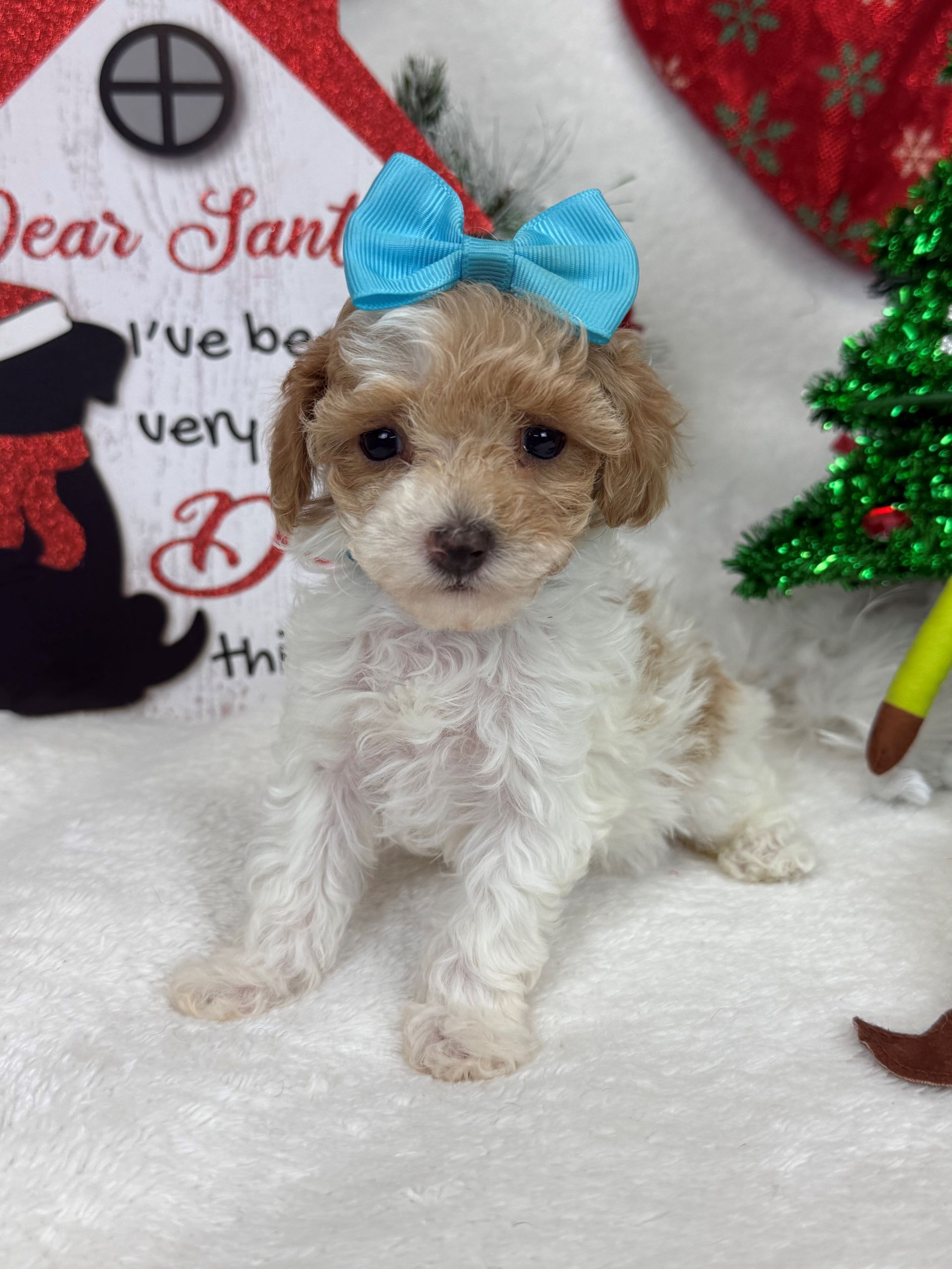 Goldendoodle puppies for sale Fort Worth Texas breeder listings