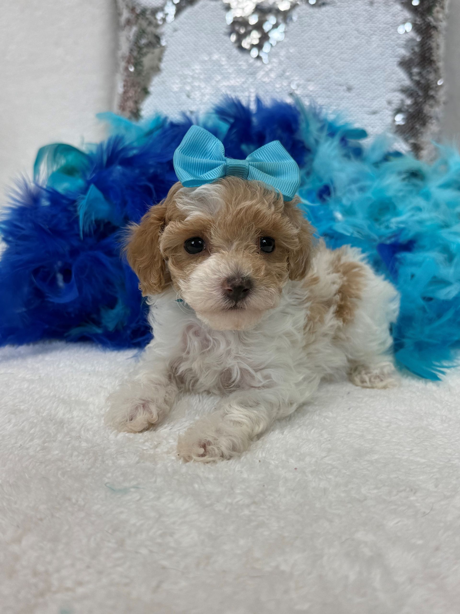 Mini Goldendoodle puppies for sale near San Antonio Texas