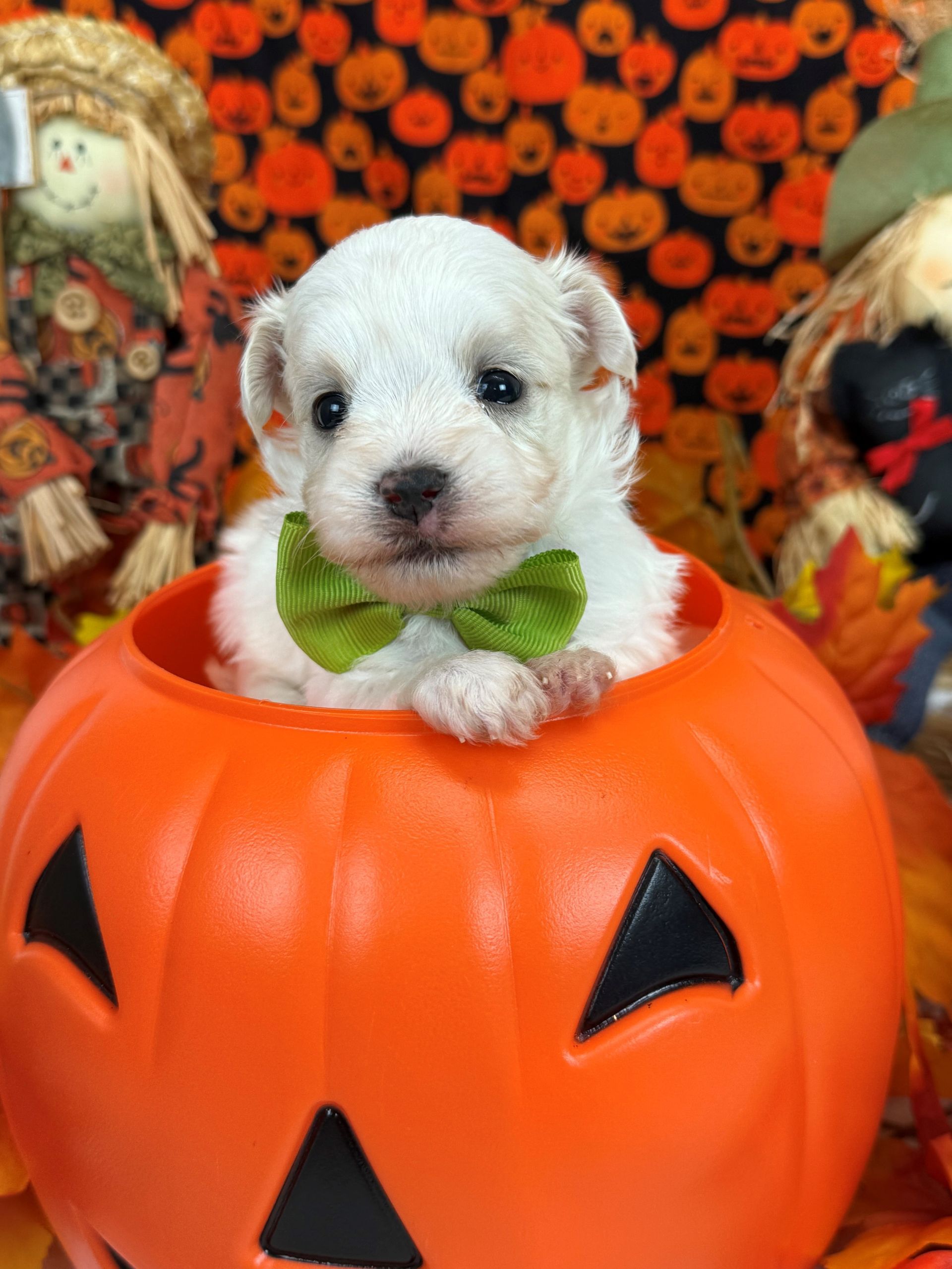 Goldendoodle puppies for sale Fort Worth Texas breeder listings