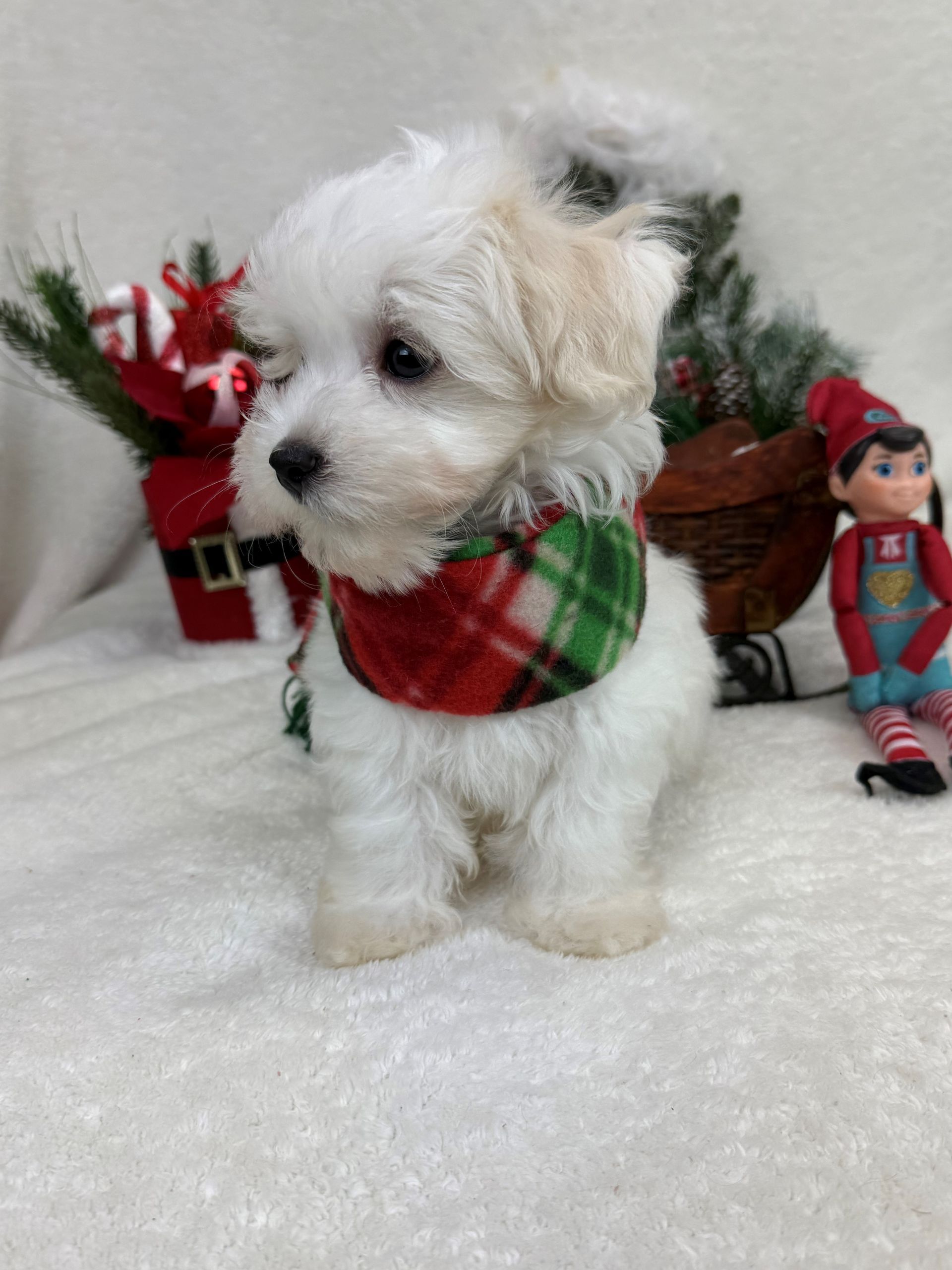 Goldendoodle puppies for sale Fort Worth Texas breeder listings