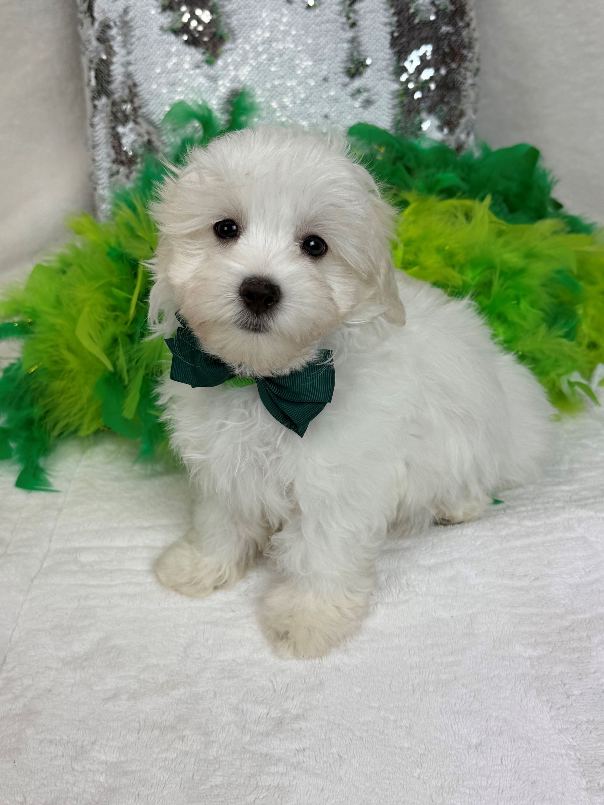 Mini Goldendoodle puppies for sale near San Antonio Texas