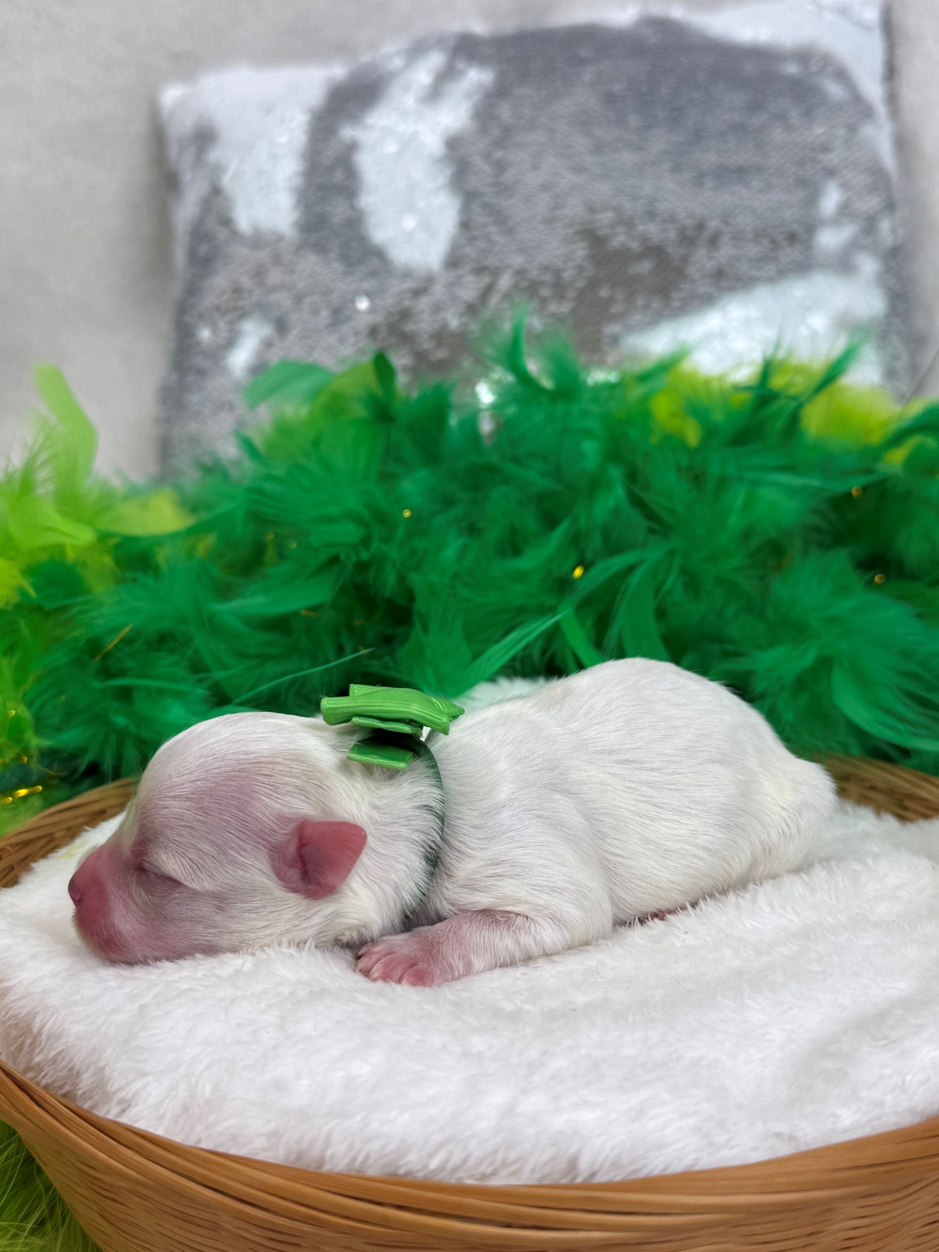 Mini Goldendoodle puppies for sale near San Antonio Texas