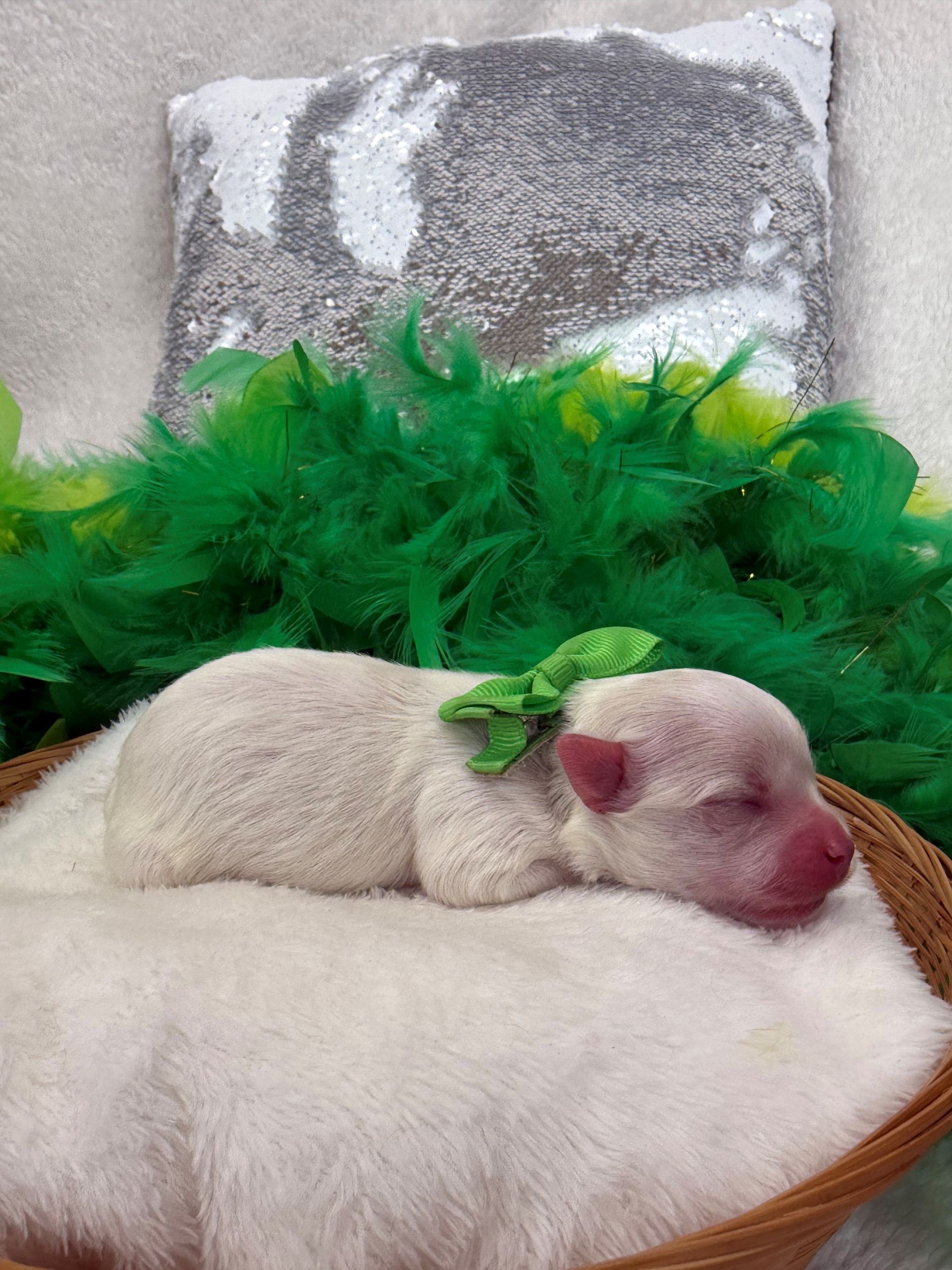 Goldendoodle puppies for sale Fort Worth Texas breeder listings