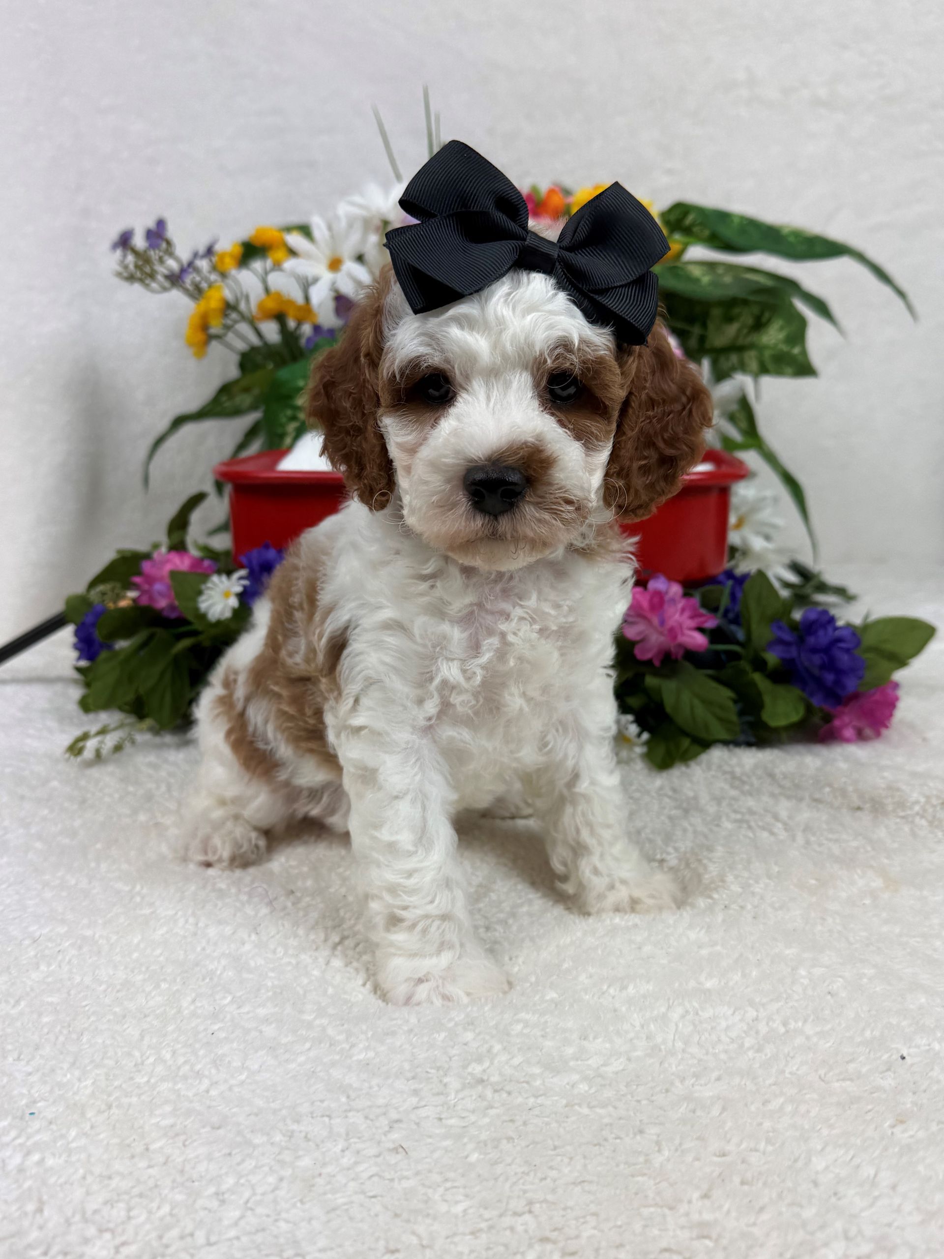 Cavapoo puppies for sale Fort Worth Texas breeder listings