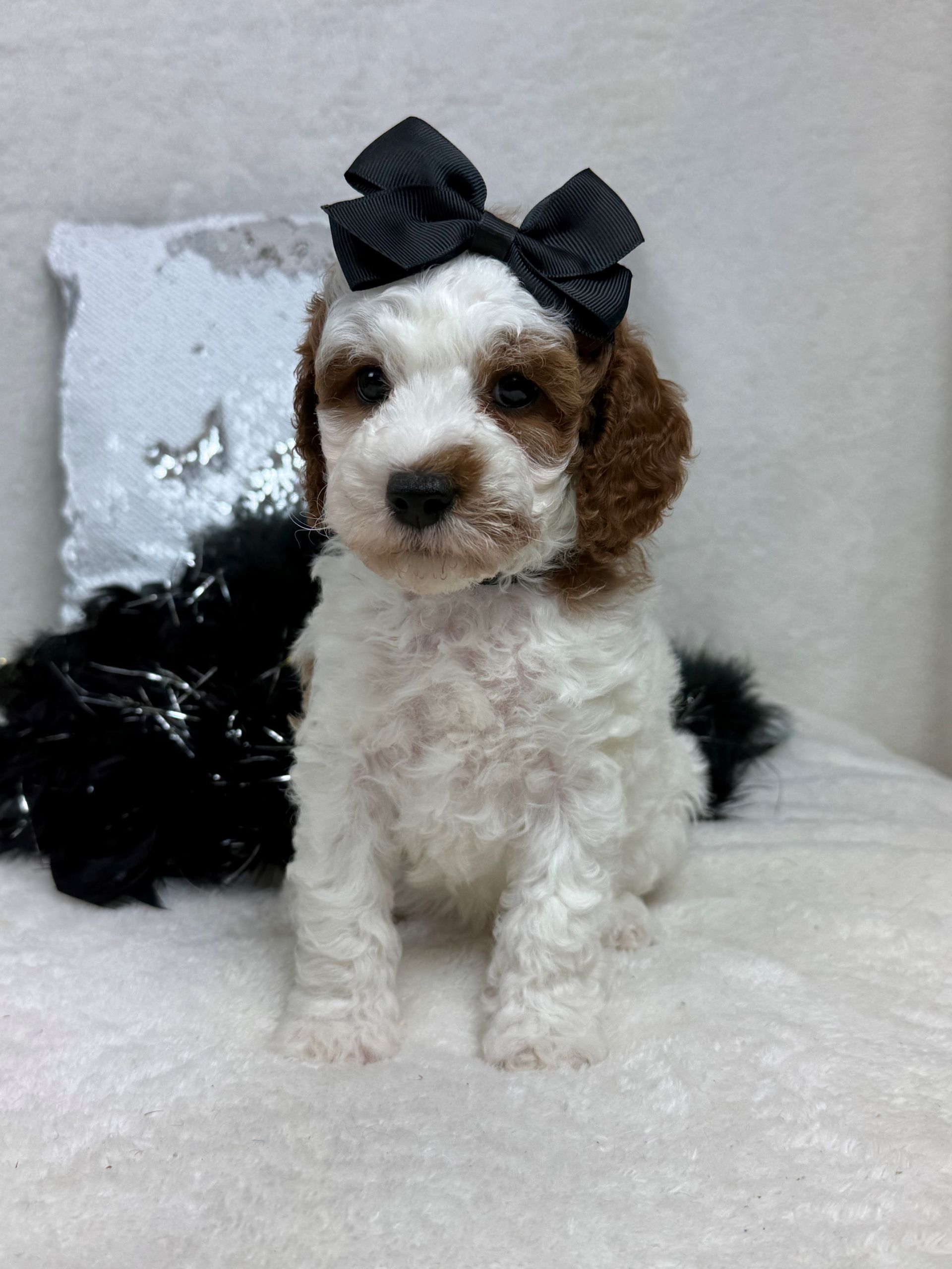 Cavapoo puppies for sale near San Antonio Texas