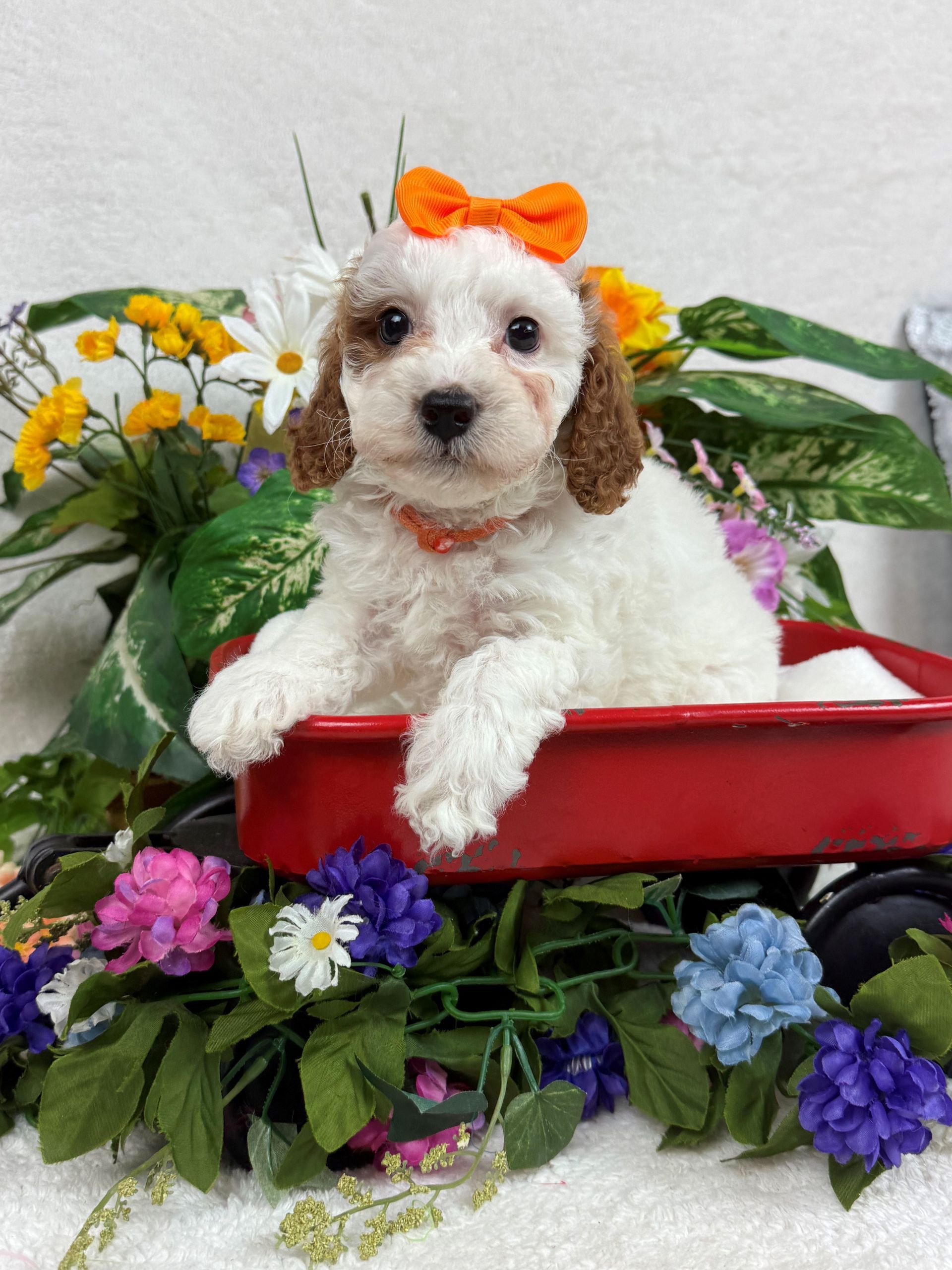 Cavapoo puppies for sale Fort Worth Texas breeder listings
