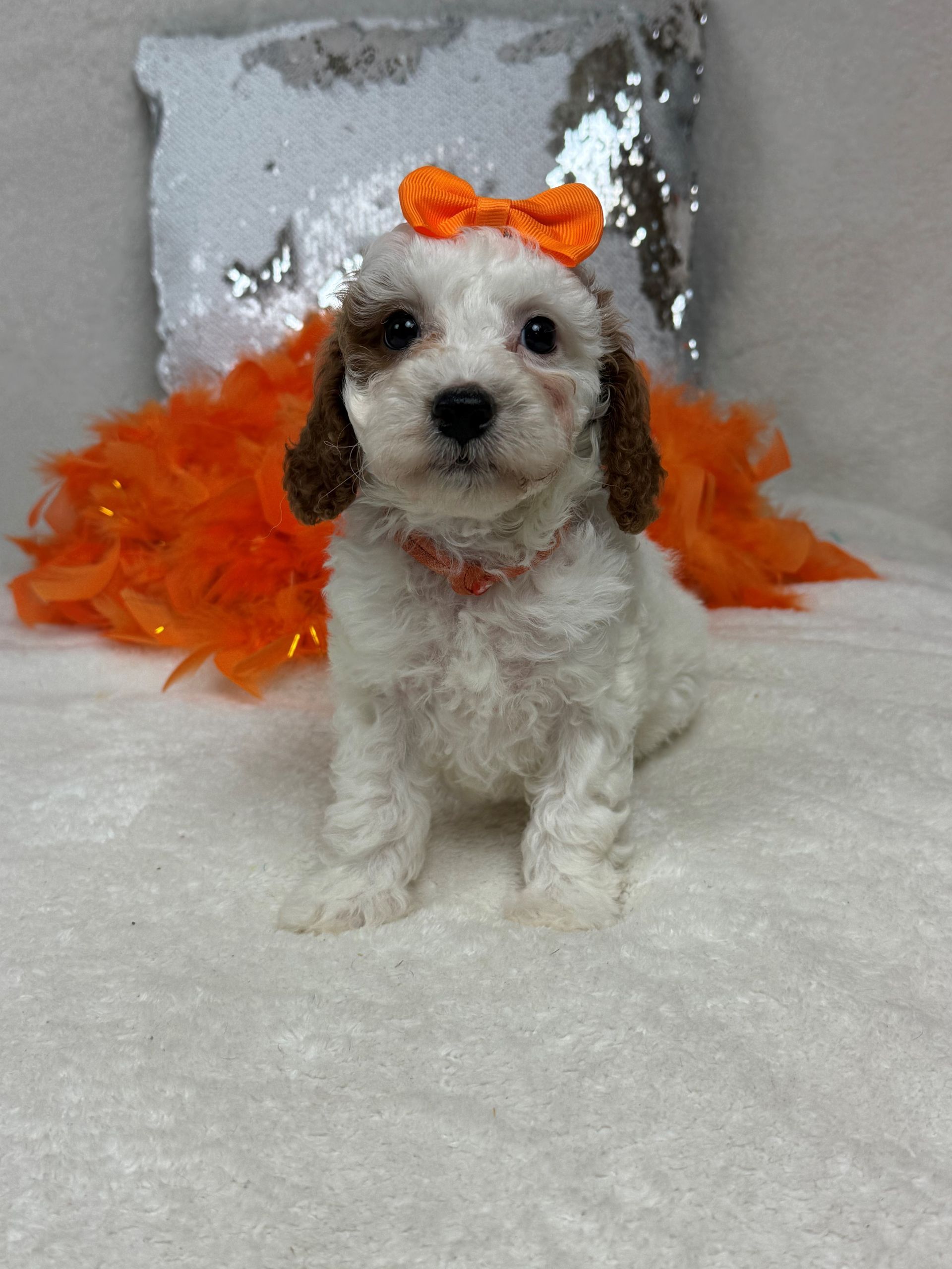 Cavapoo puppies for sale near San Antonio Texas