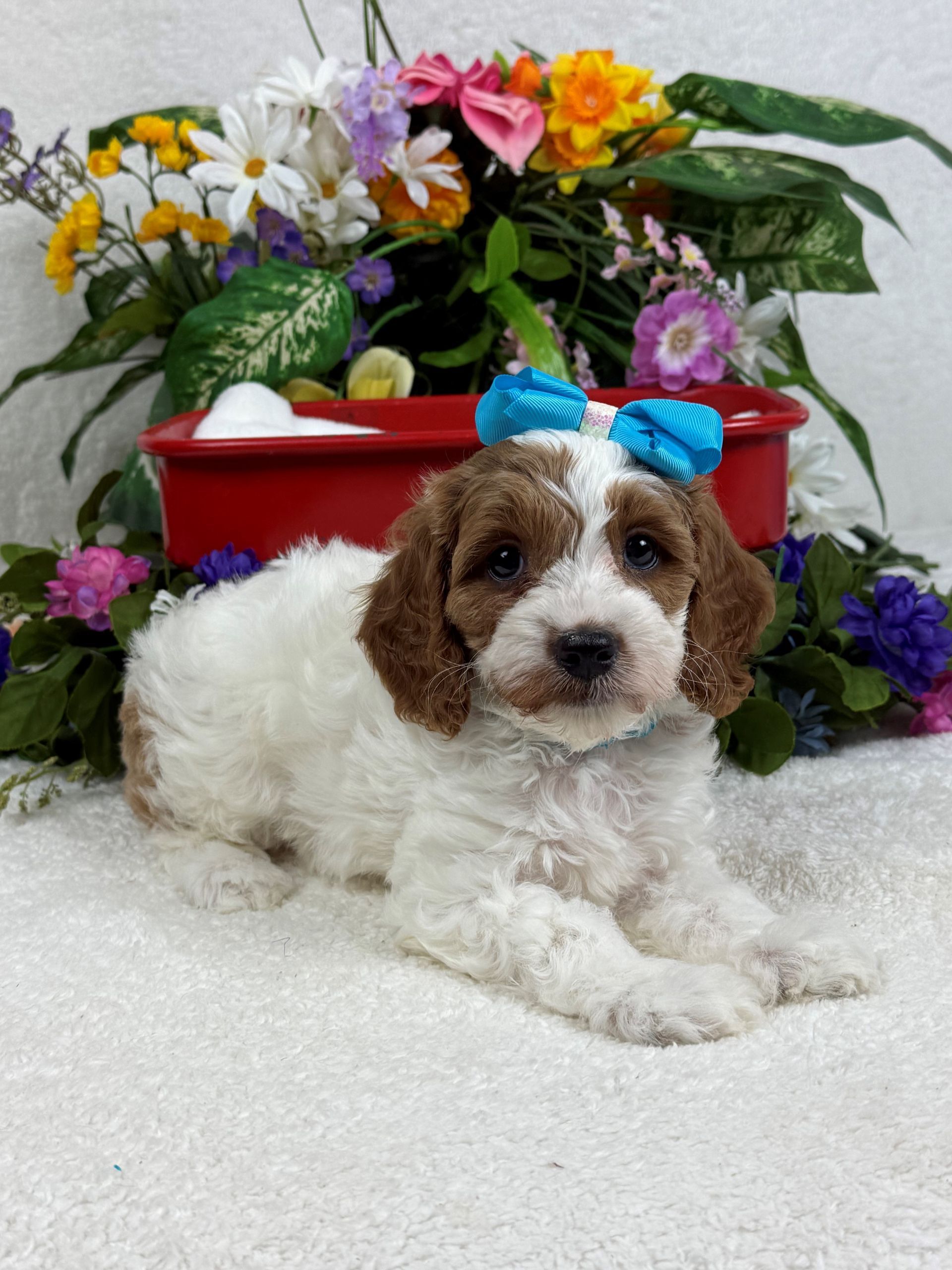 Goldendoodle puppies for sale Fort Worth Texas breeder listings