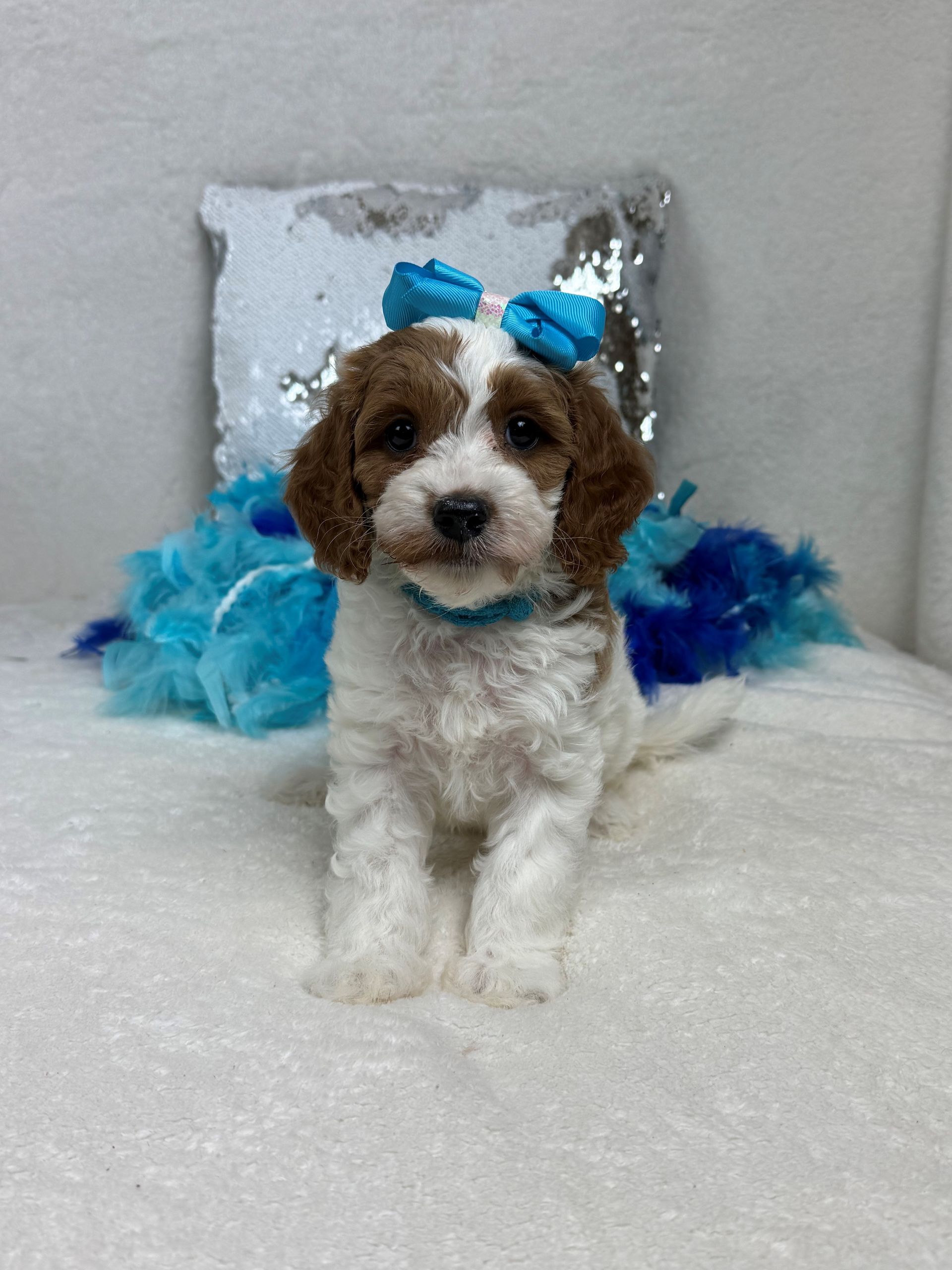 Cavapoo puppies for sale near San Antonio Texas