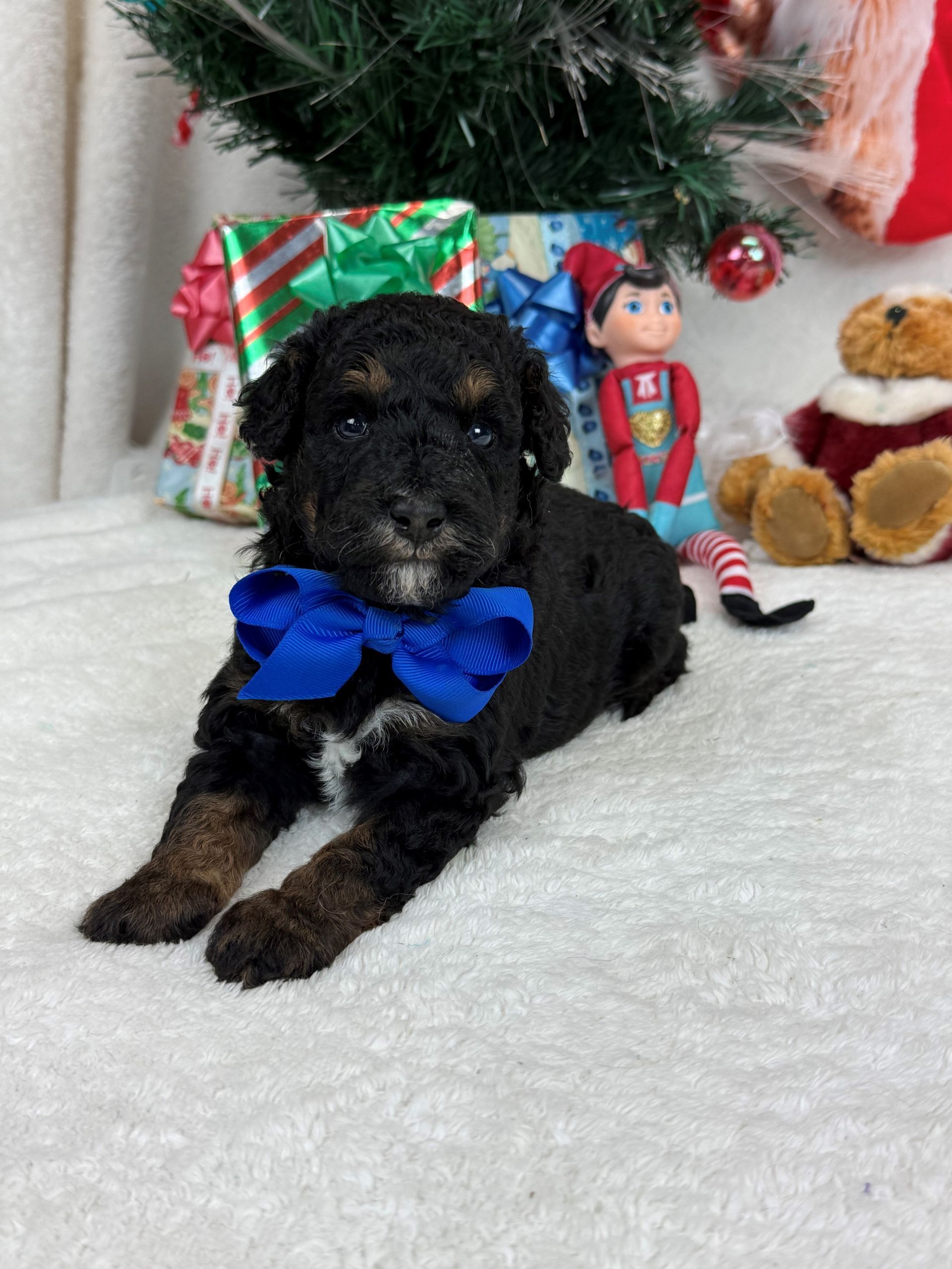 Goldendoodle puppies for sale Fort Worth Texas breeder listings