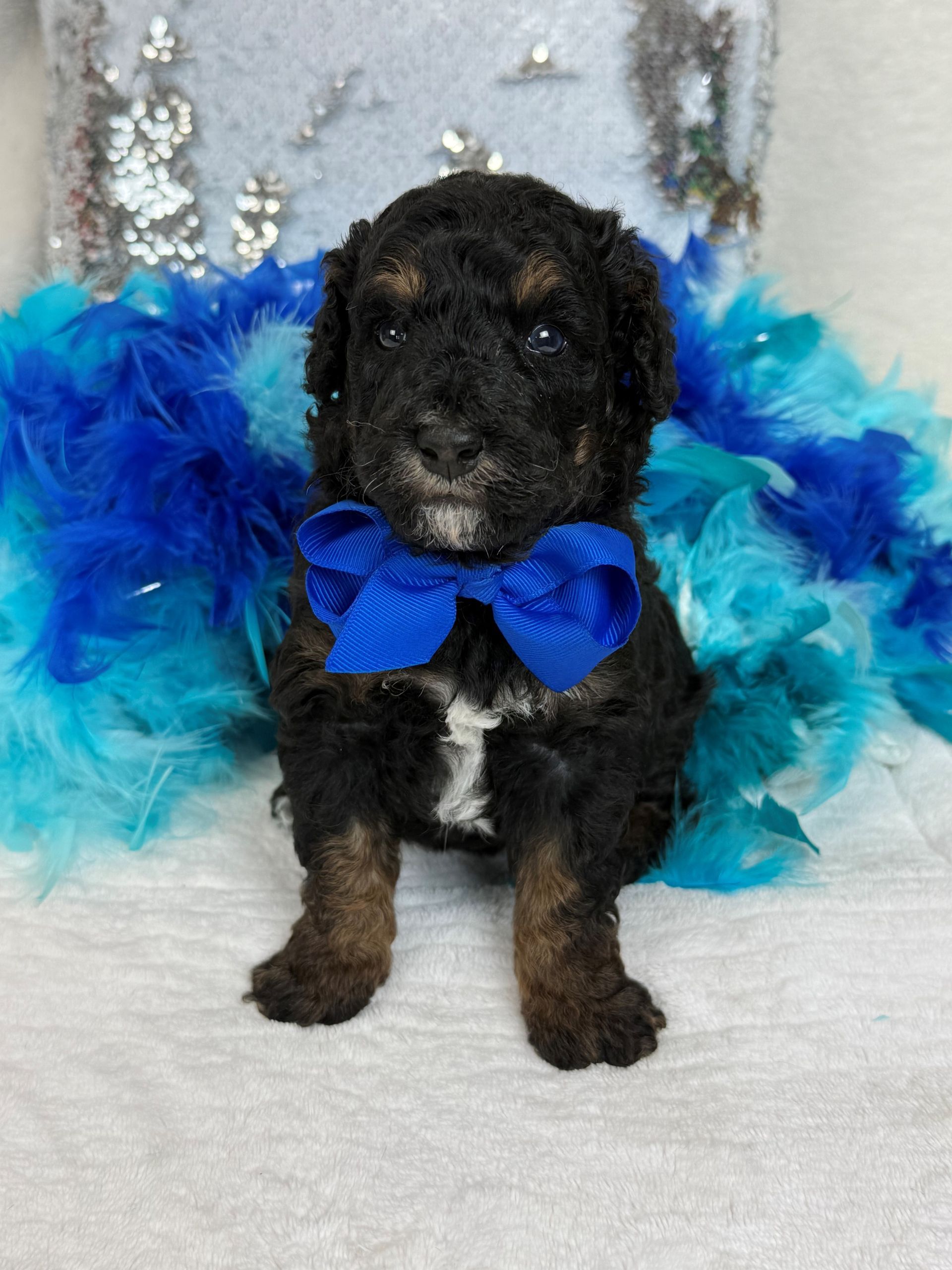 Mini Goldendoodle puppies for sale near San Antonio Texas