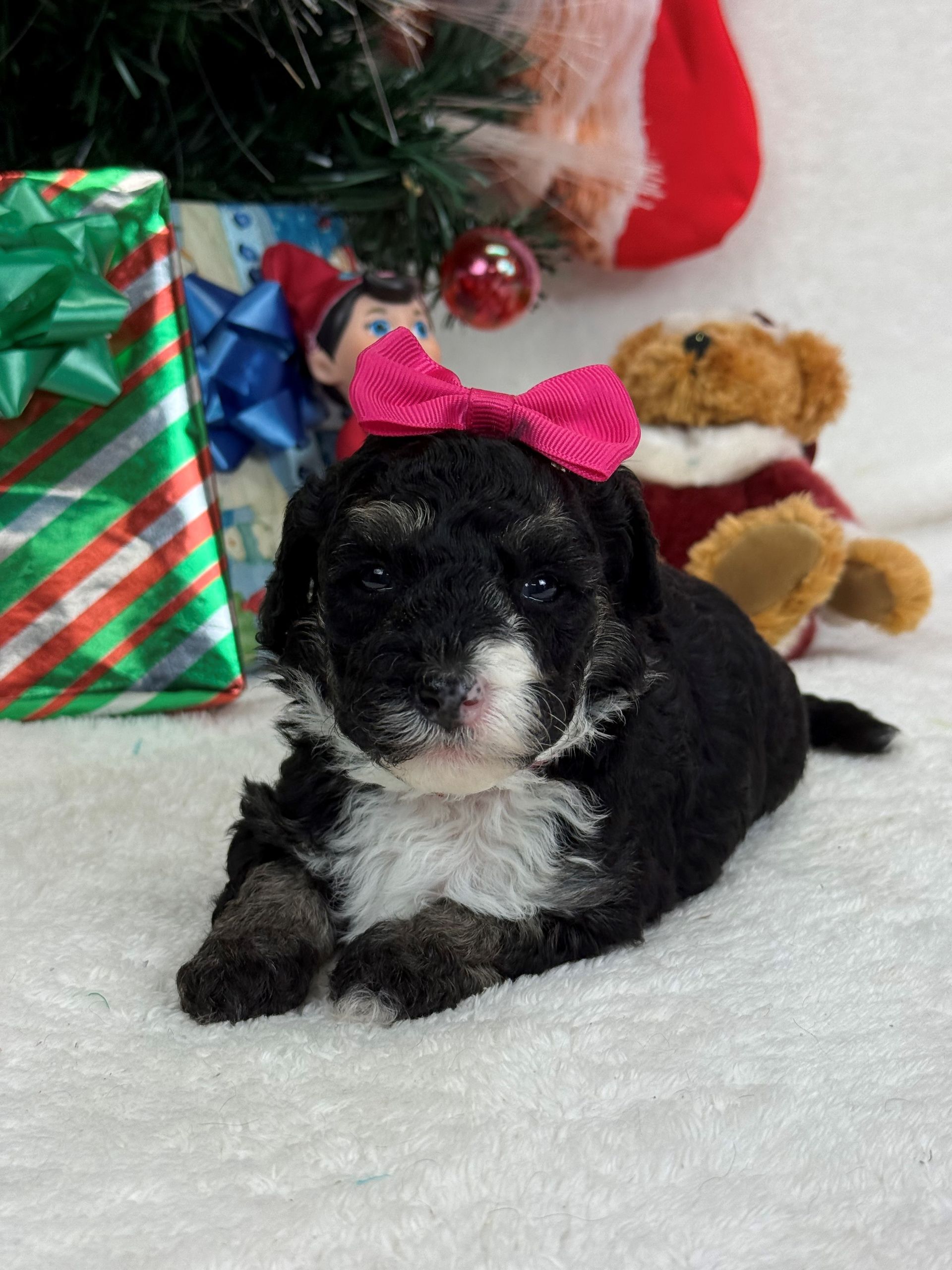 Goldendoodle puppies for sale Fort Worth Texas breeder listings