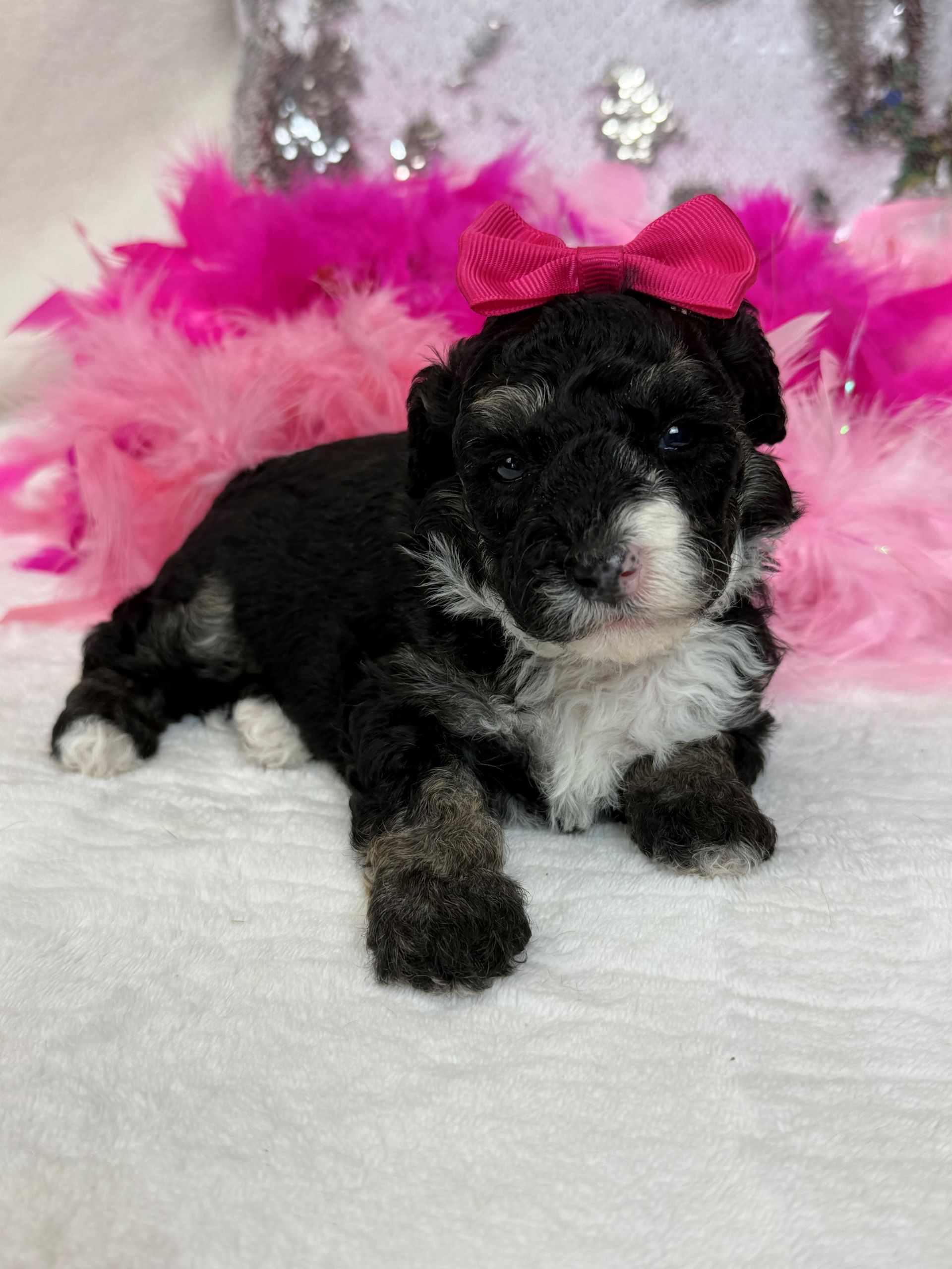 Mini Goldendoodle puppies for sale near San Antonio Texas