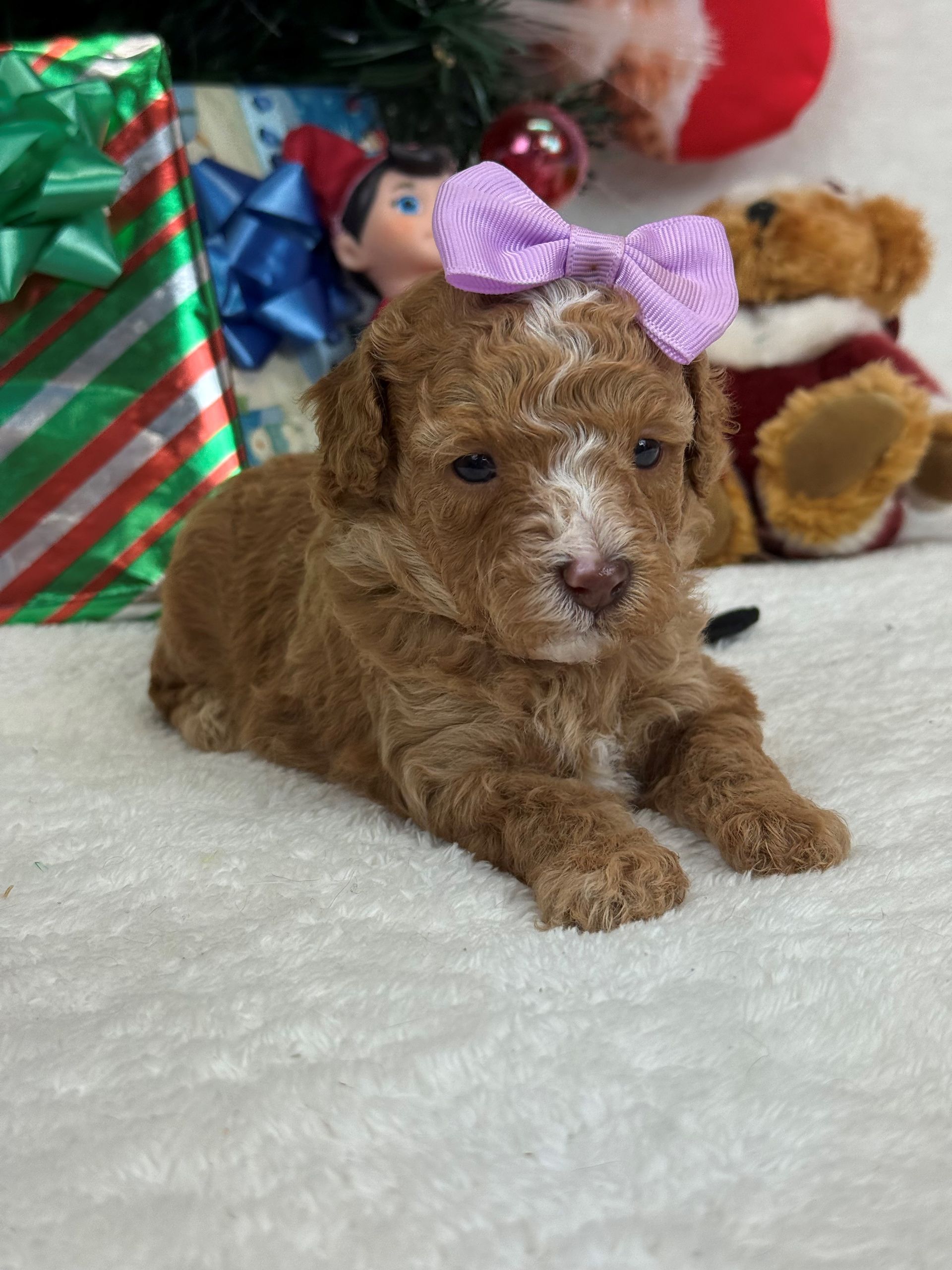Goldendoodle puppies for sale Fort Worth Texas breeder listings