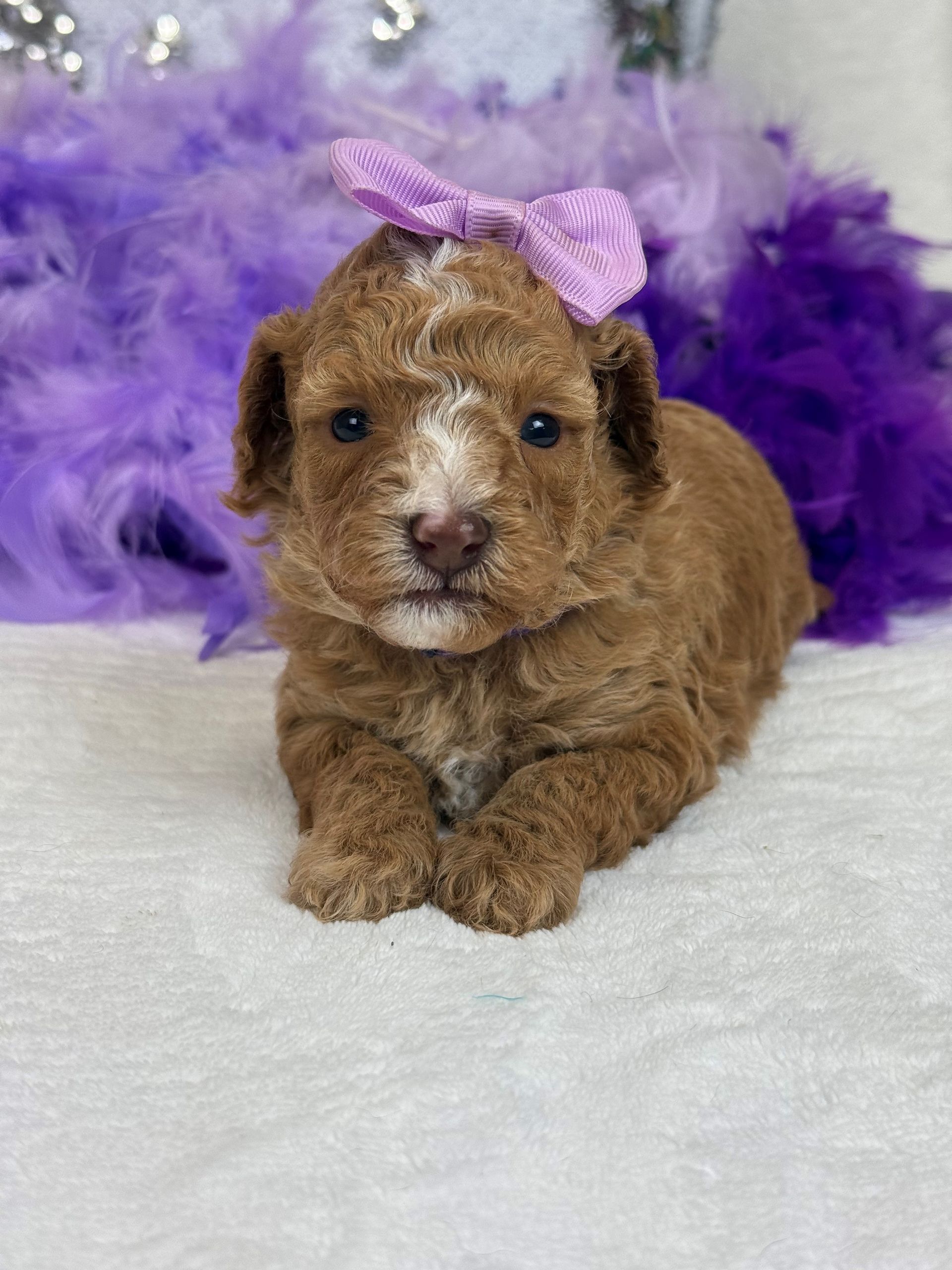 Mini Goldendoodle puppies for sale near San Antonio Texas