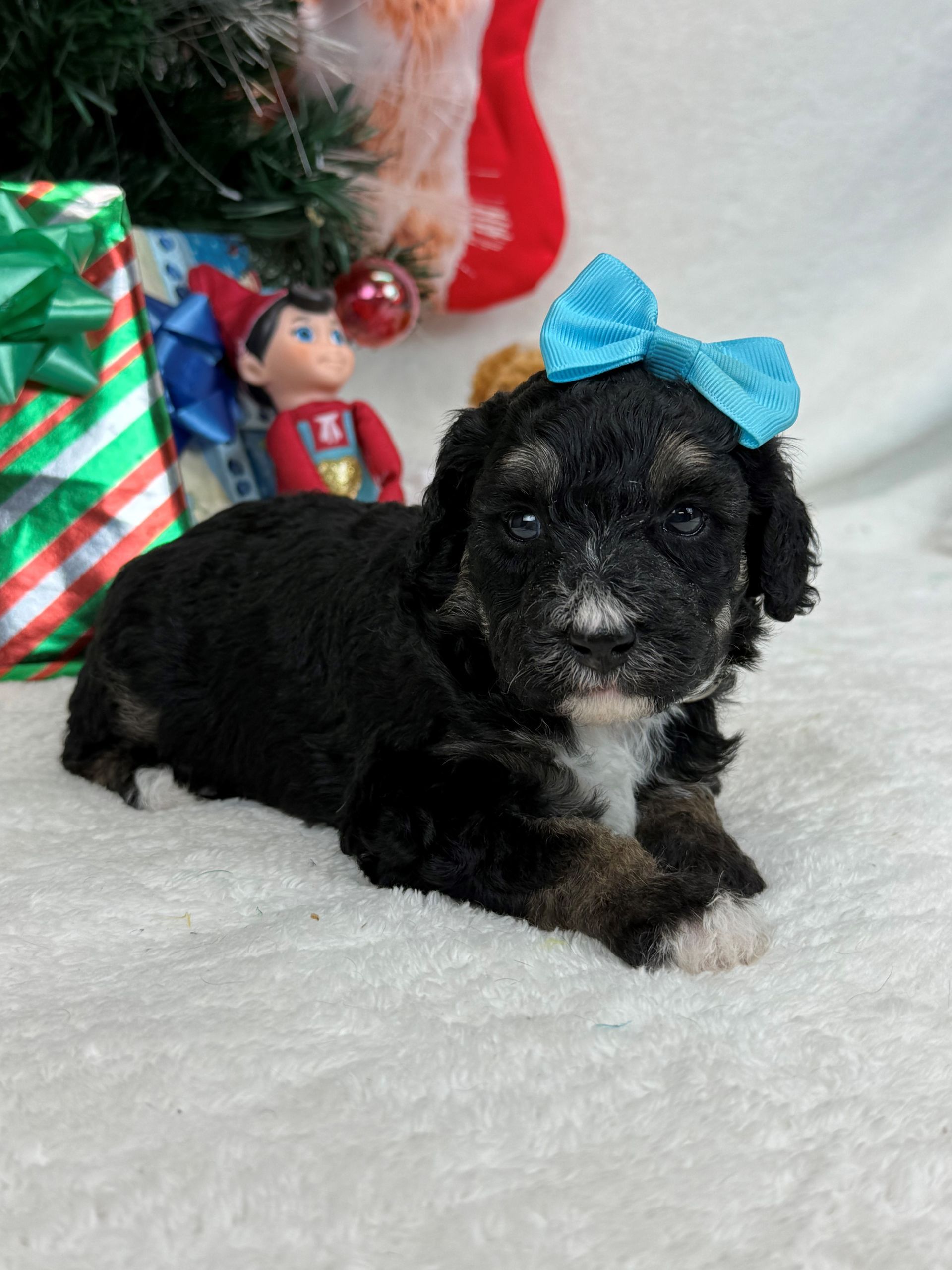 Goldendoodle puppies for sale Fort Worth Texas breeder listings