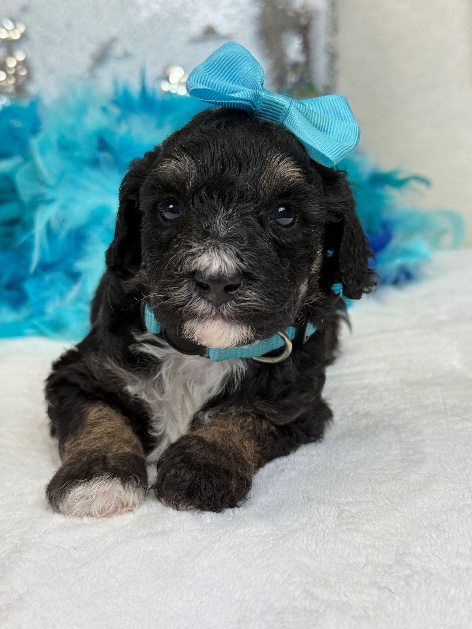 Mini Goldendoodle puppies for sale near San Antonio Texas