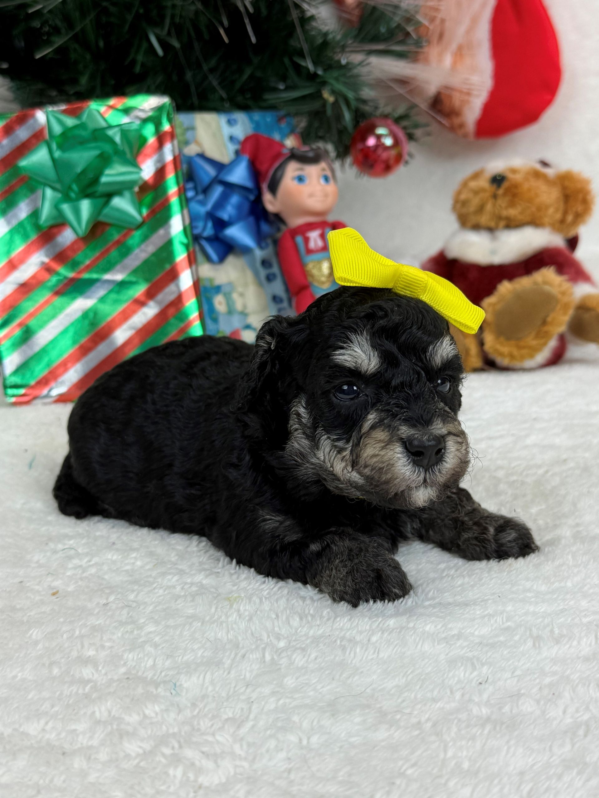 Goldendoodle puppies for sale Fort Worth Texas breeder listings