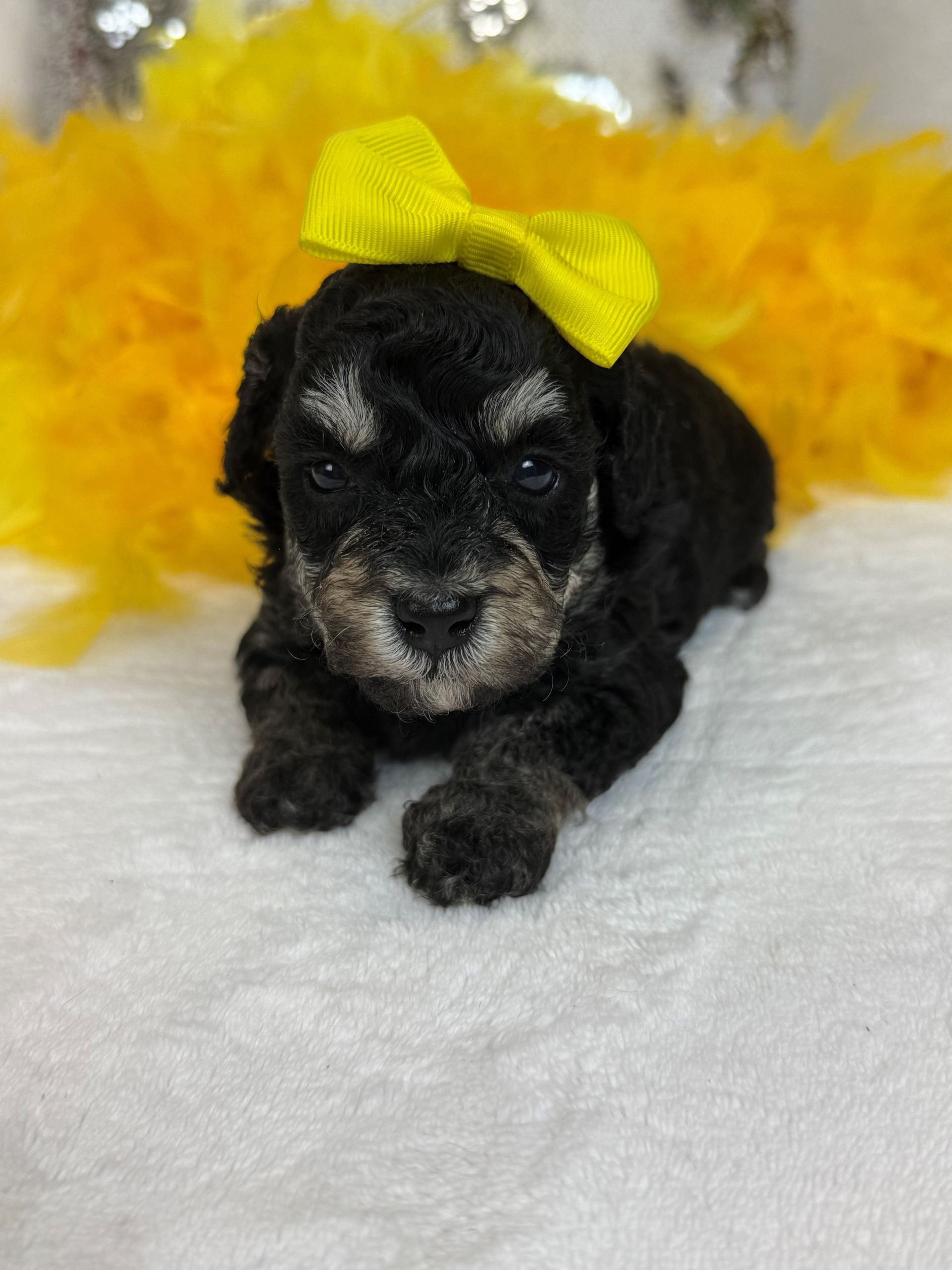 Mini Goldendoodle puppies for sale near San Antonio Texas