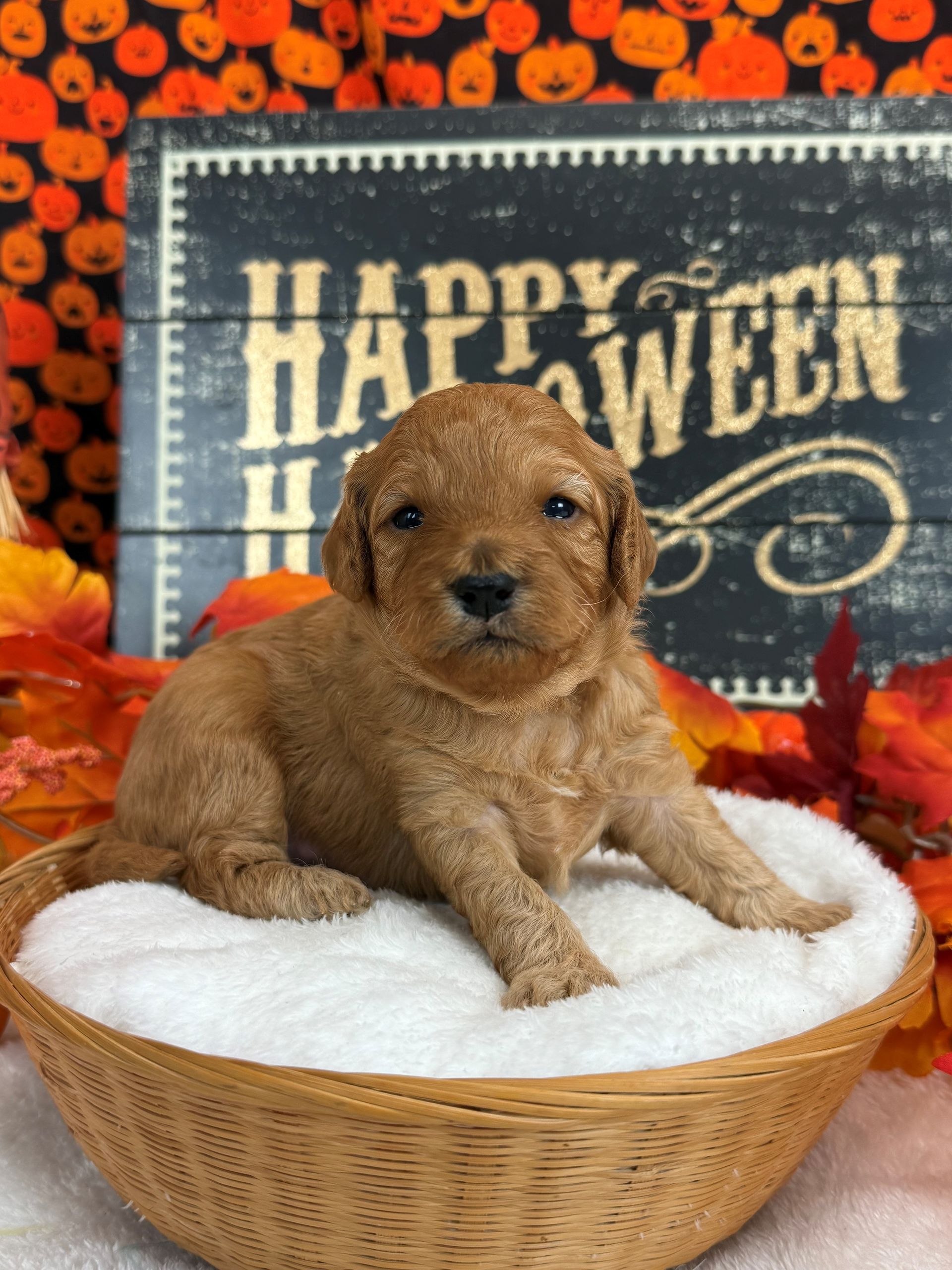 Goldendoodle puppies for sale Fort Worth Texas breeder listings