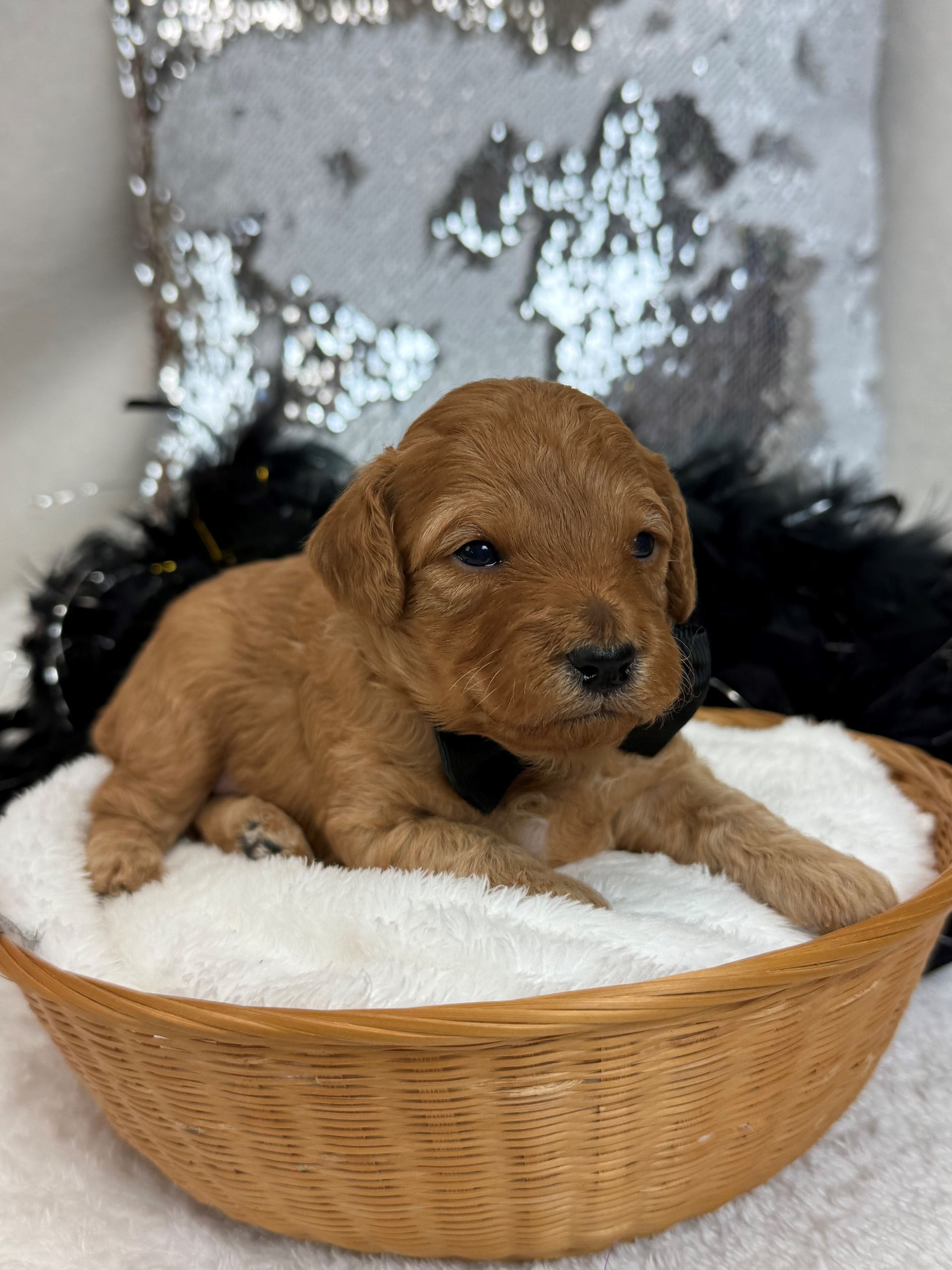 Mini Goldendoodle puppies for sale near San Antonio Texas